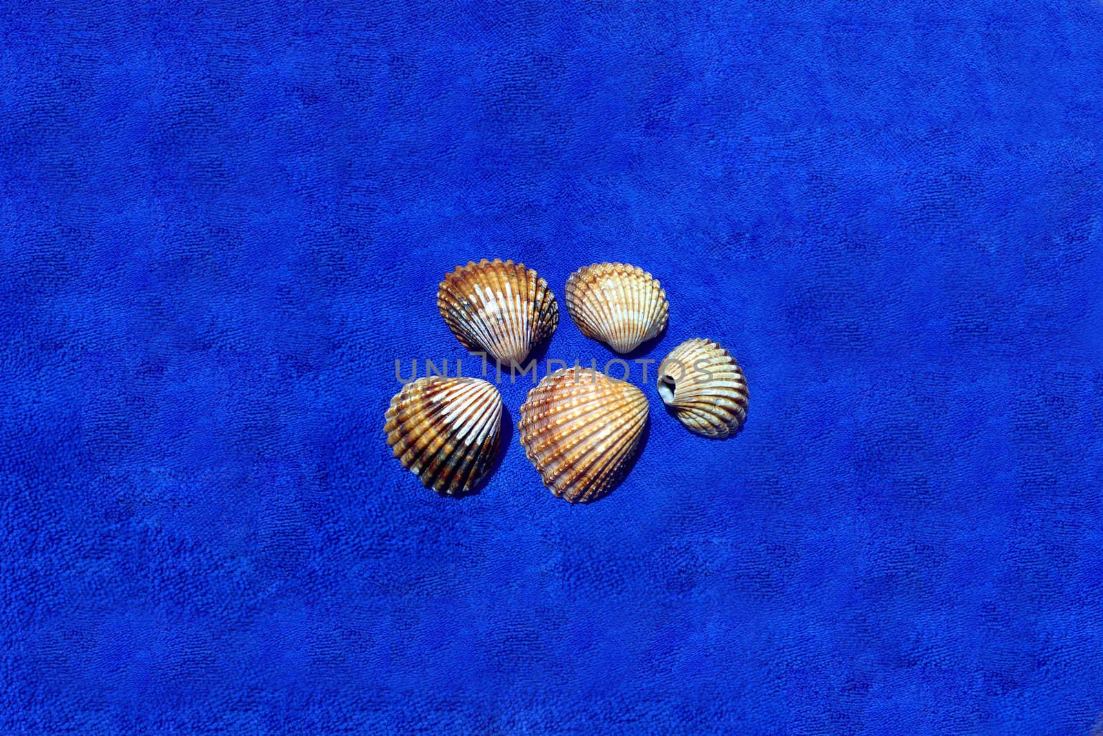 Image of seashells on the blue towel