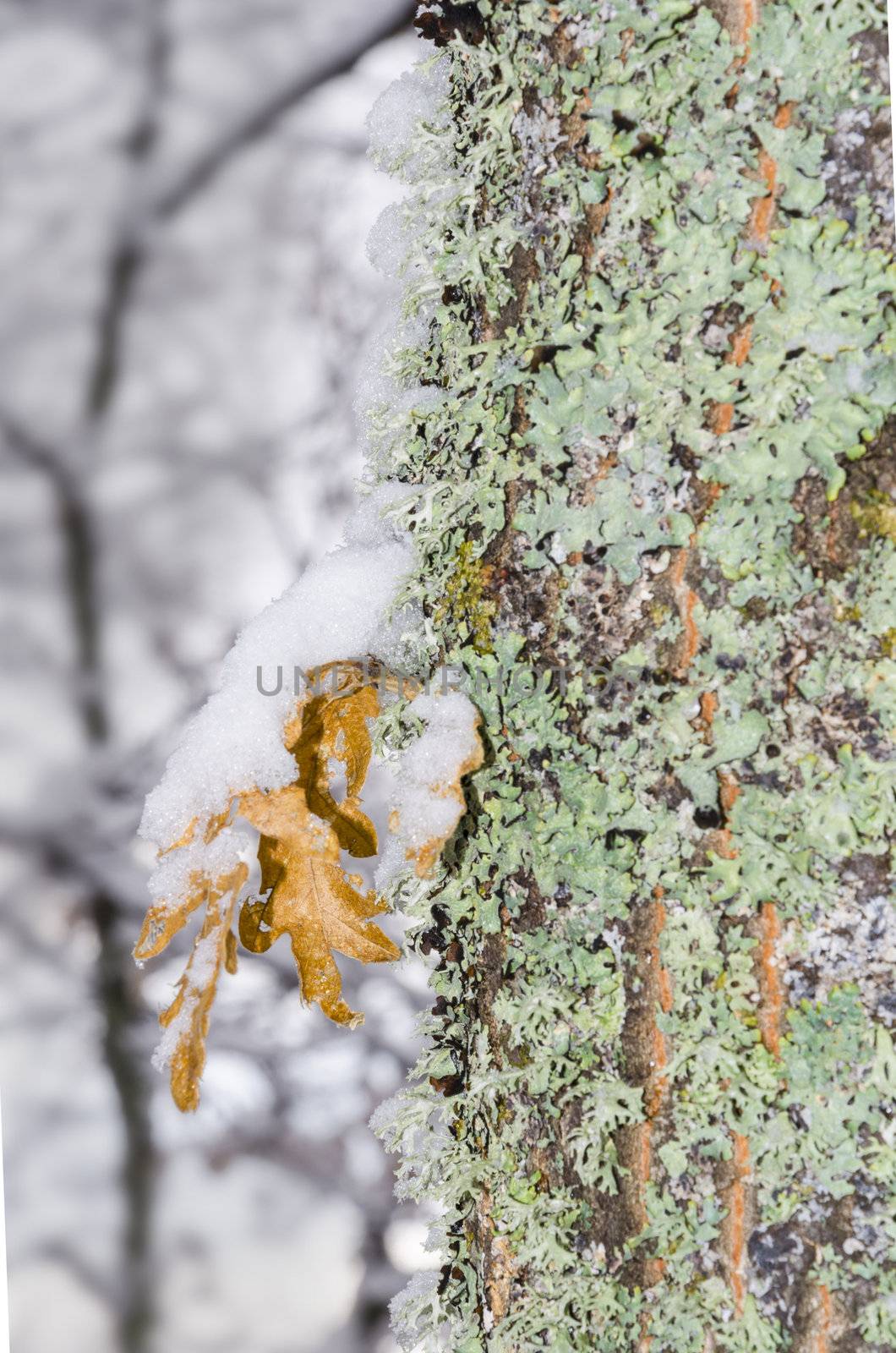 winter leaf with snow hanging on green bark tree