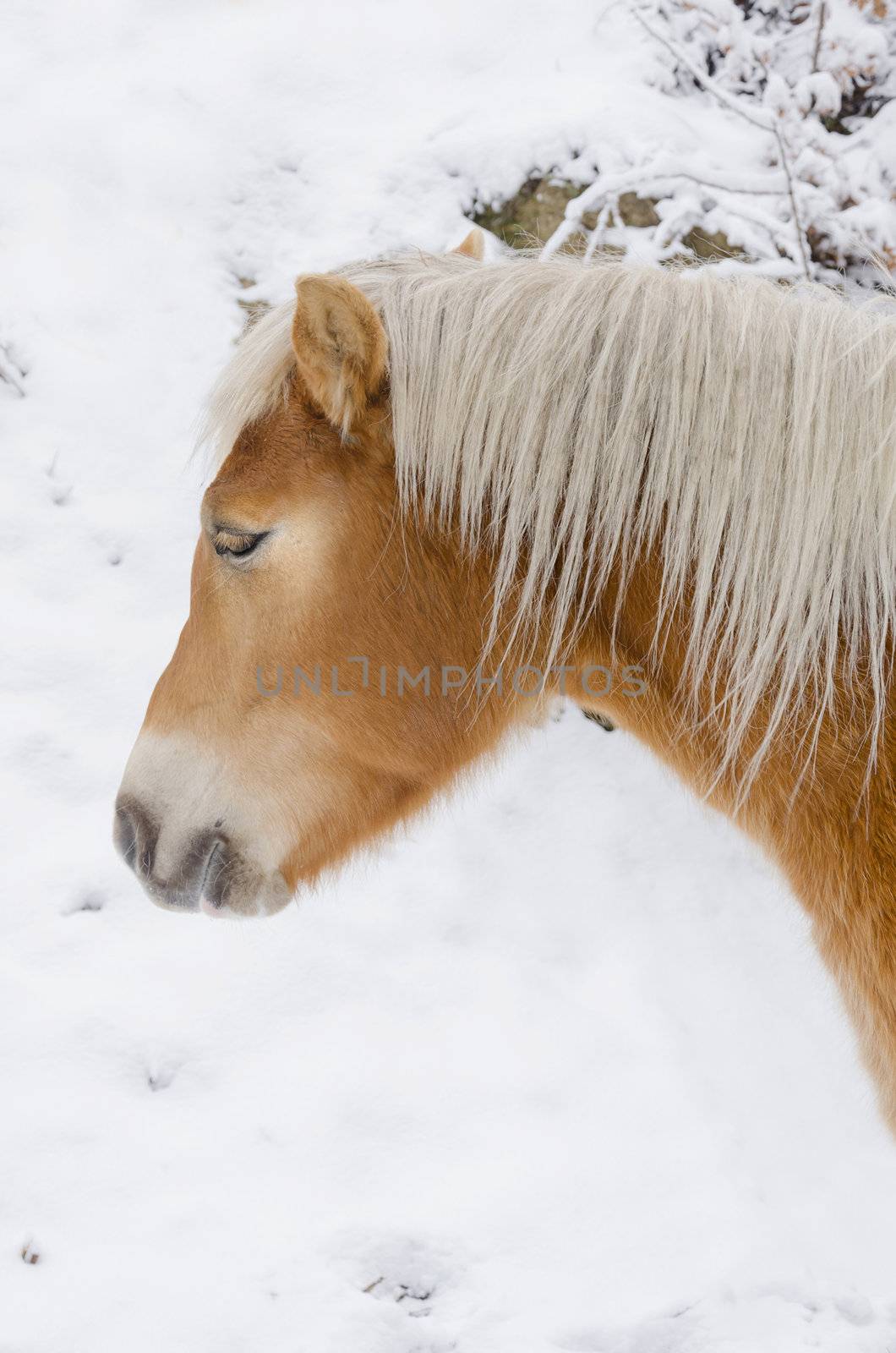 closeup on snow