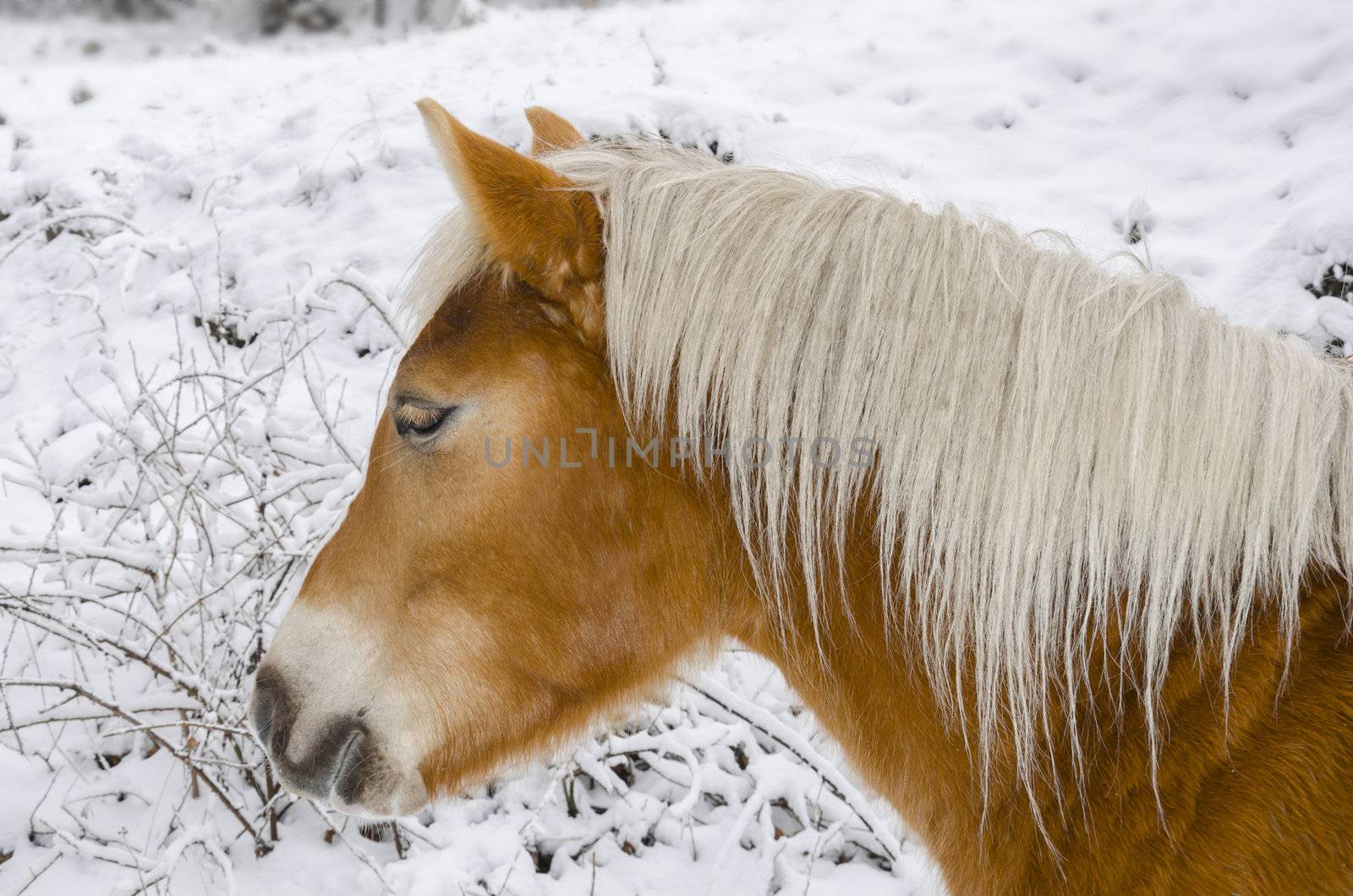 closeup on snow