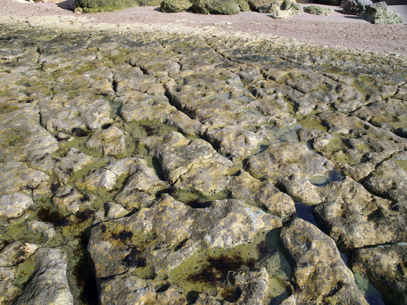 Algarve coast at low tide the ocean 
