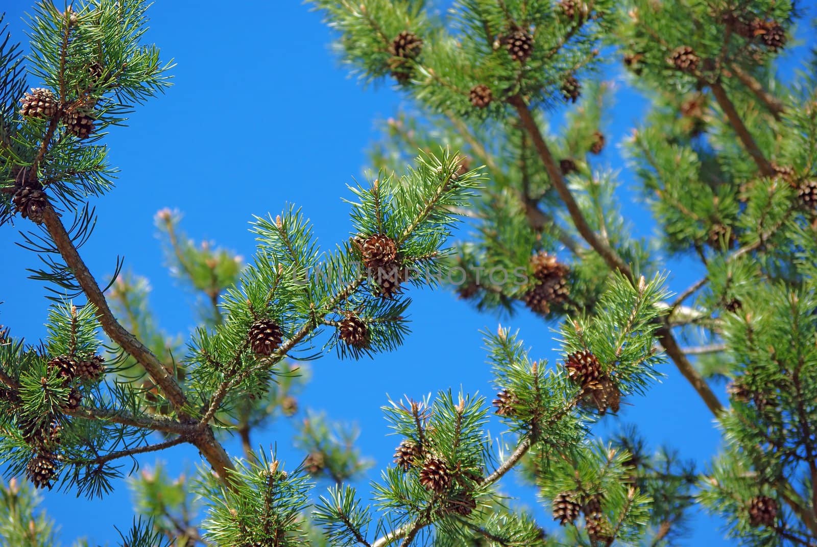 Pinetree branches and cones against blue sky background