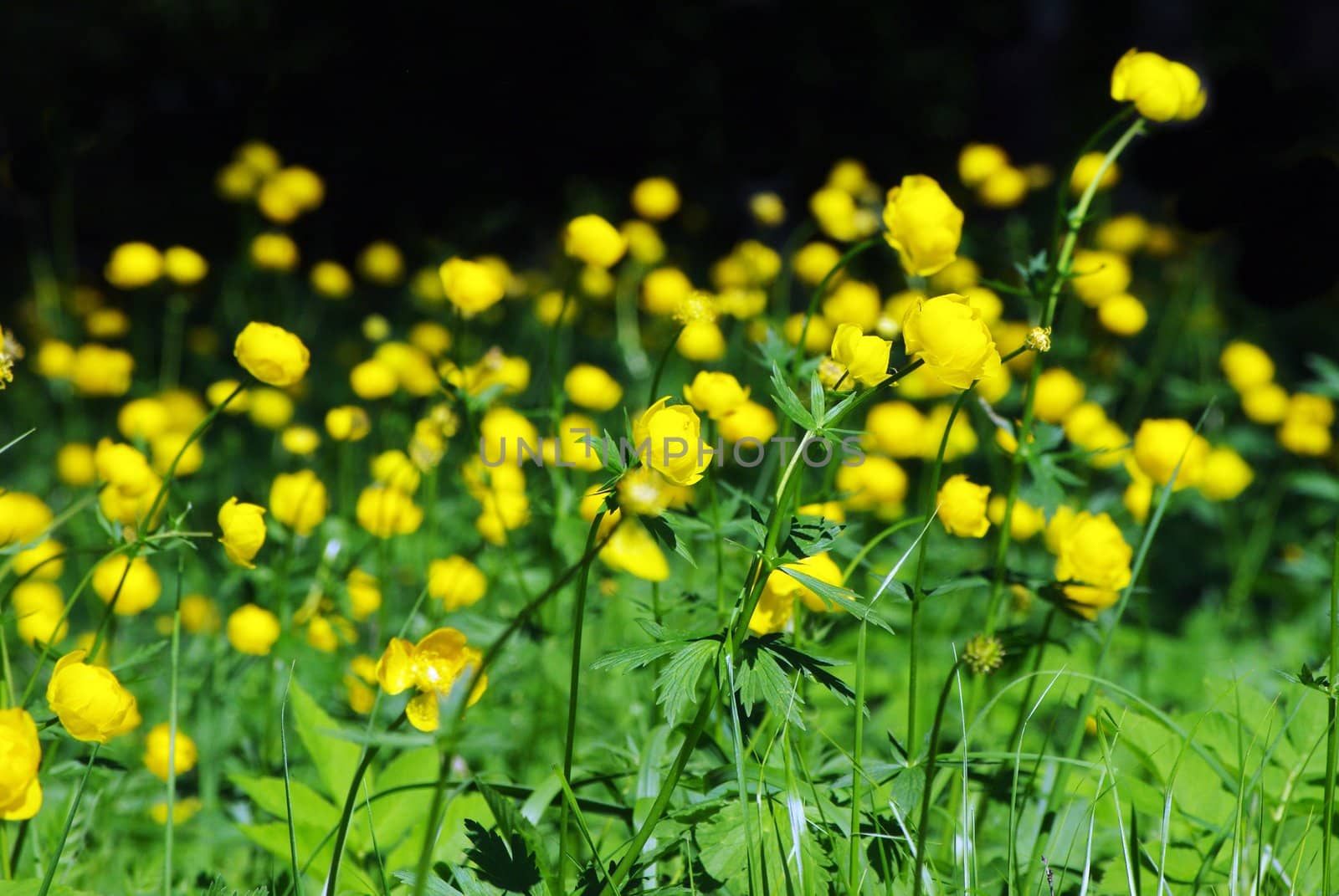 Globe-flowers field by Vitamin