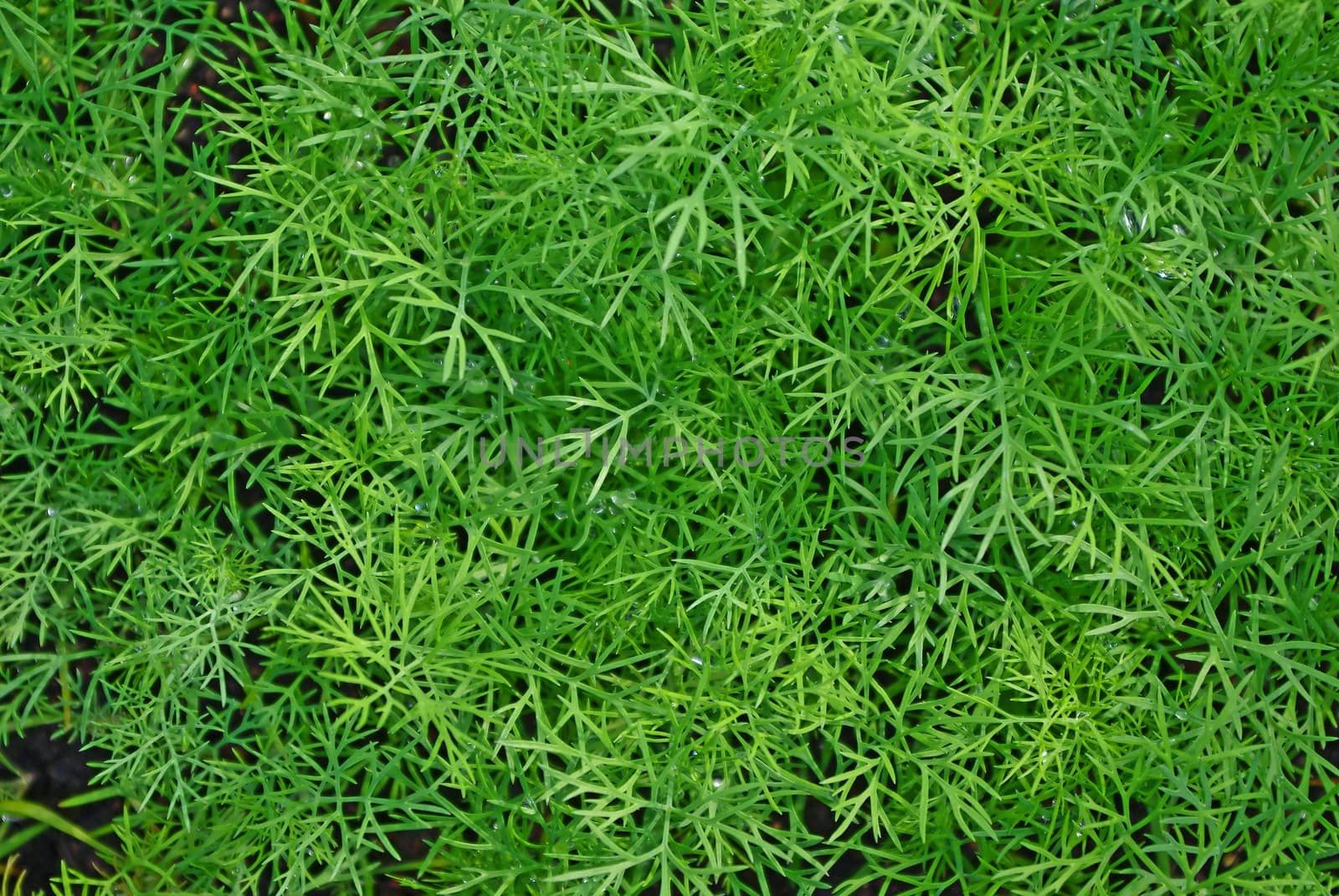 Fresh green sprouts of dill in summer close-up