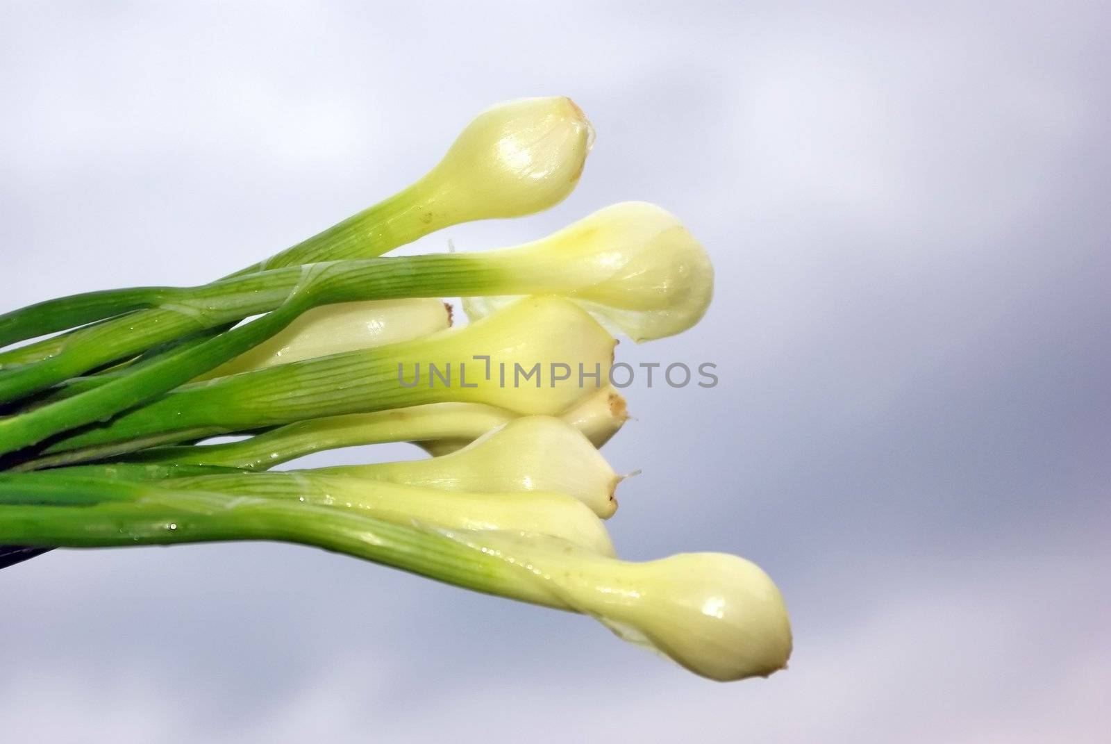 Fresh onion on background of cloudy sky