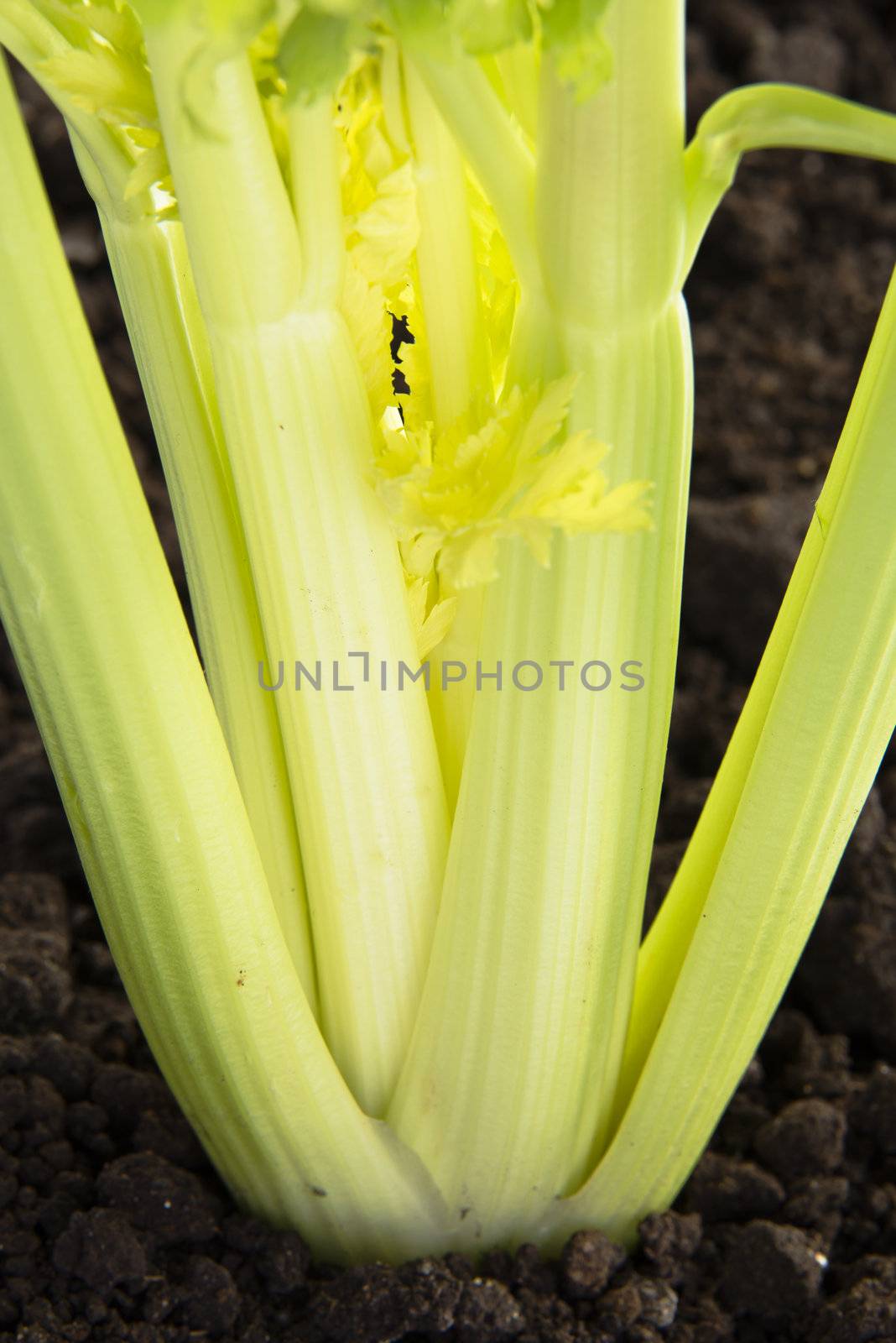 Growth of fresh celery close up