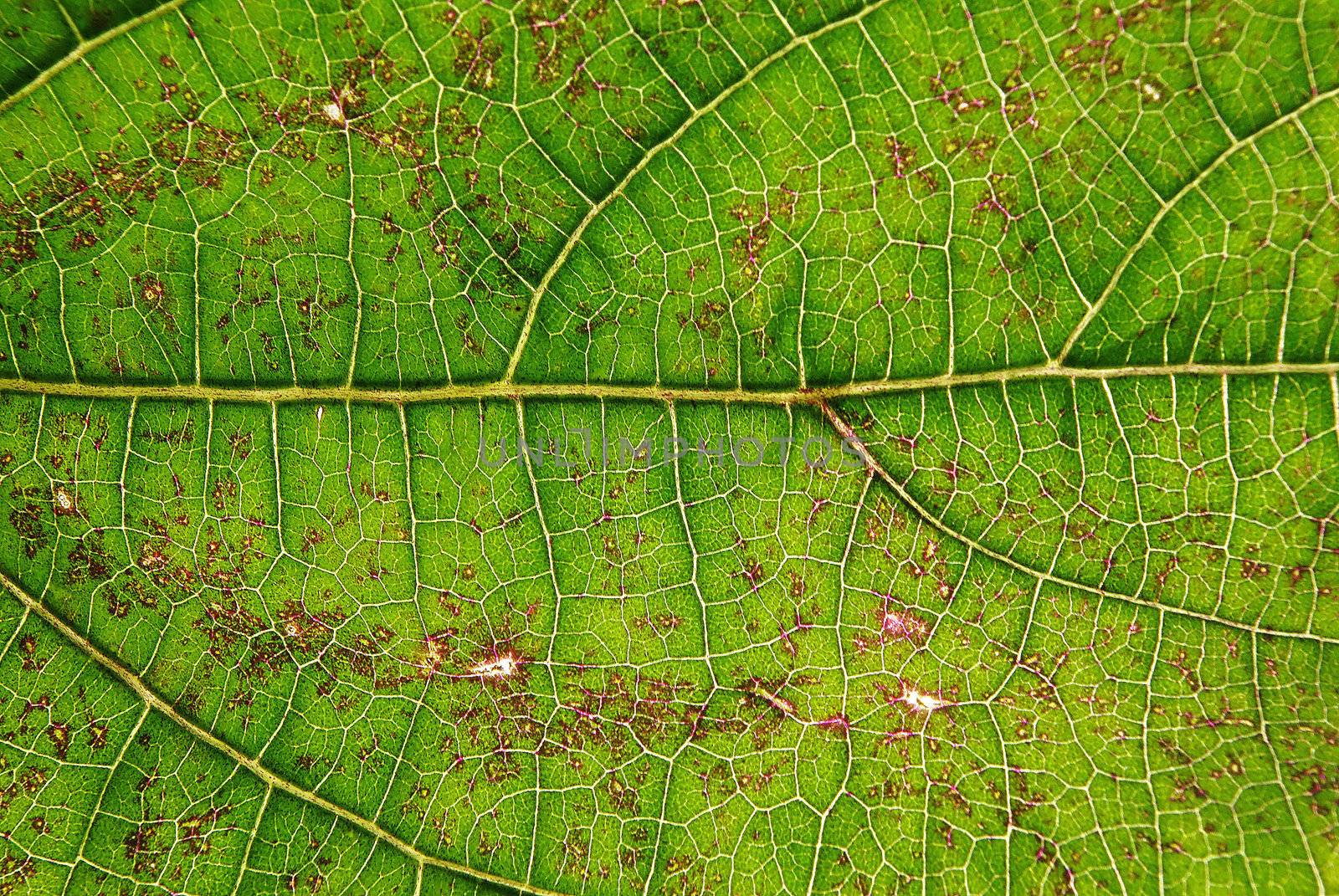 Green transparent leaf close up texture background.
