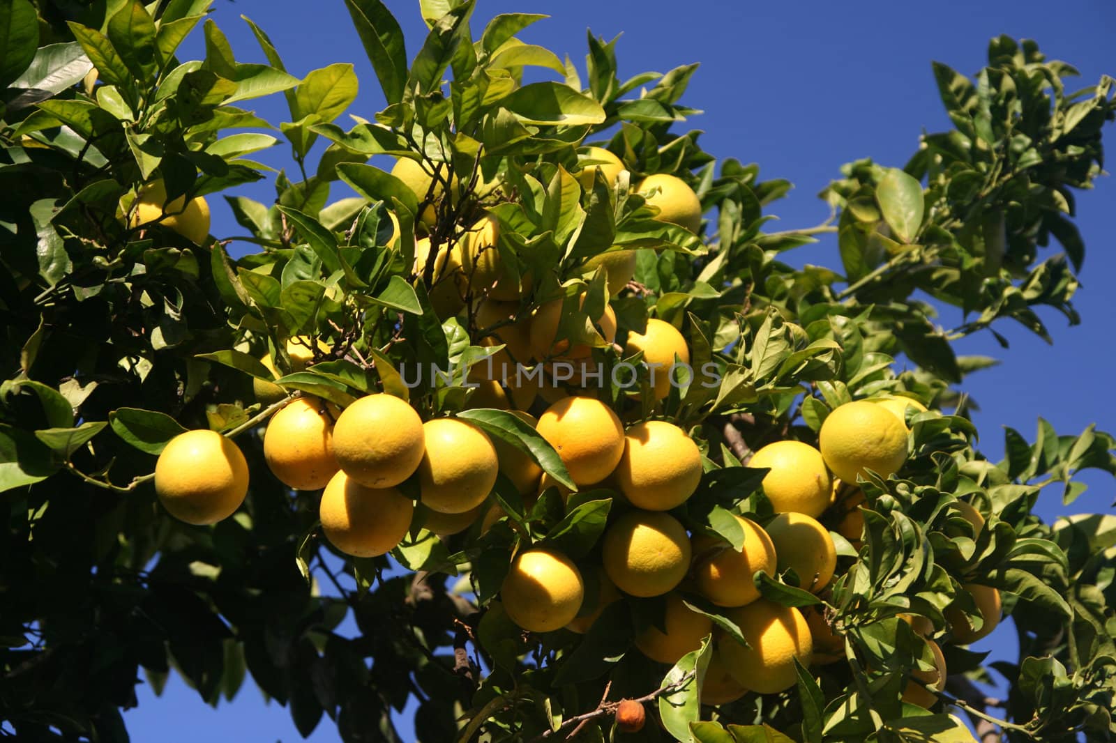 Lemon with sky background by nataliamylova