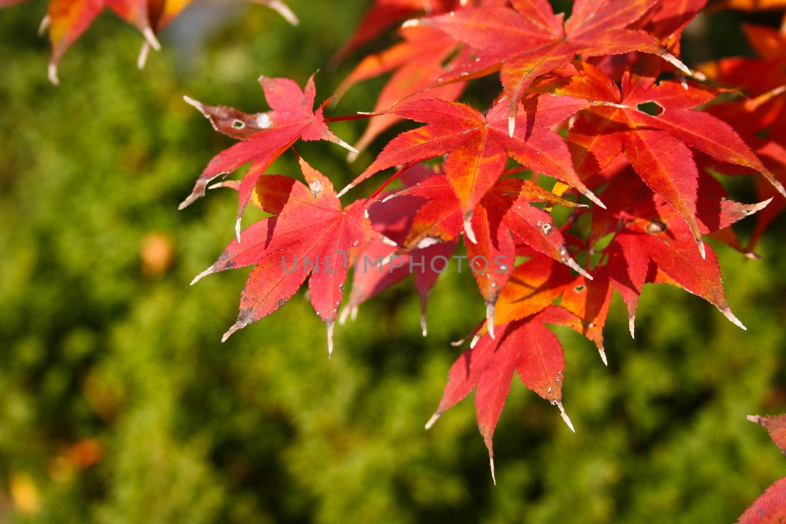 Maple tree branch in Autumn colors on green blurred background