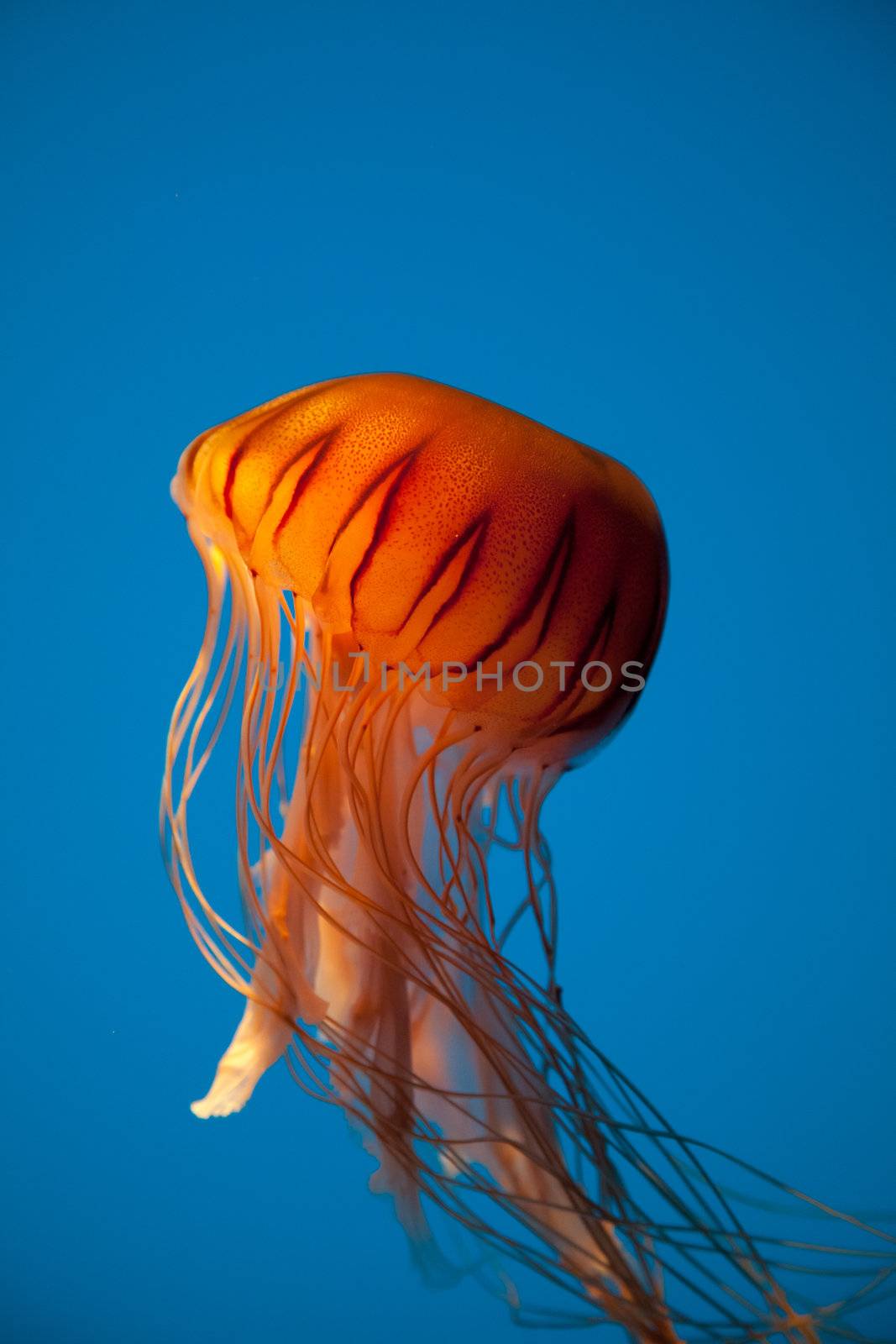 Beautiful jellyfish captured in the Baltimore Aquarium