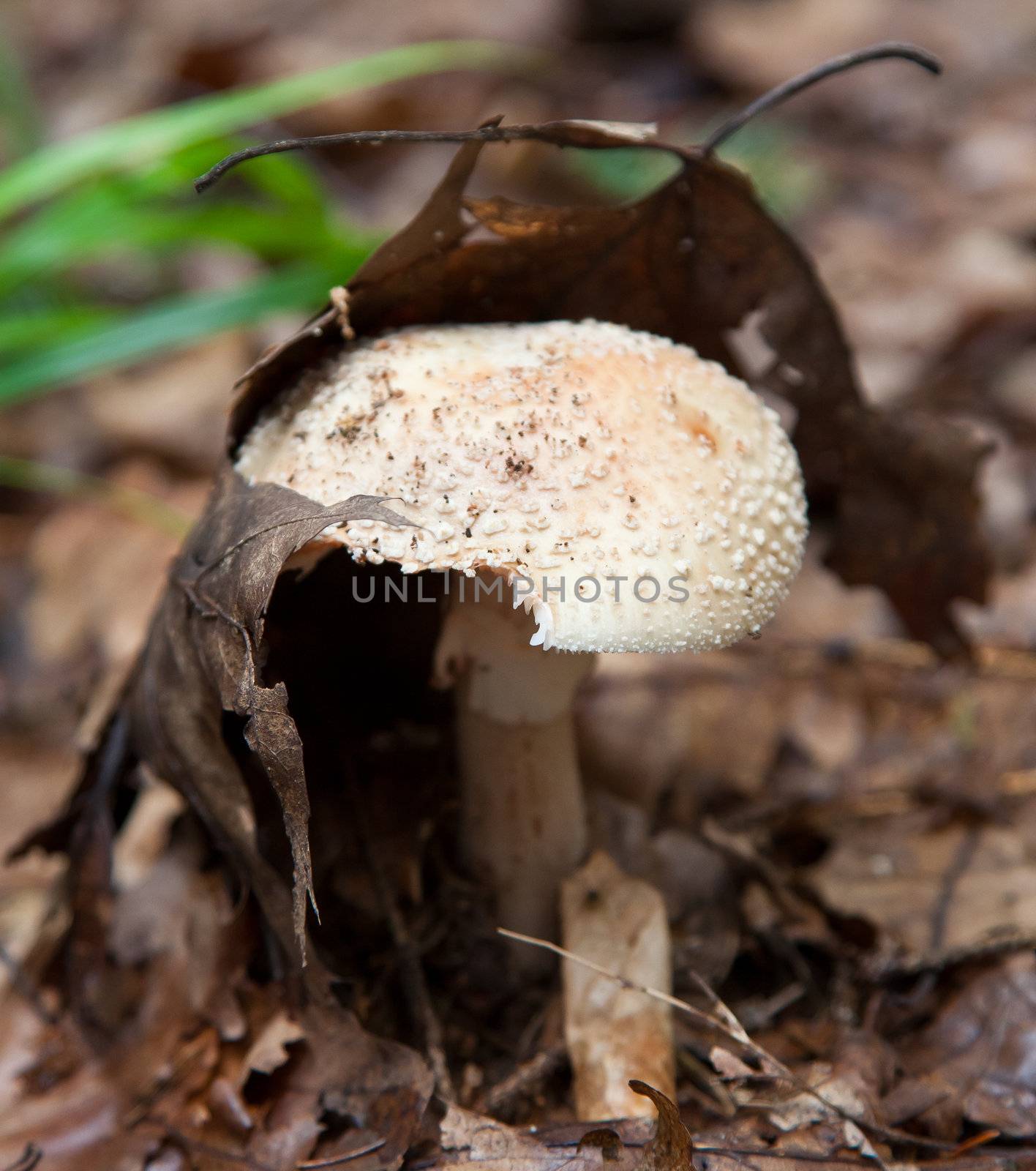 Amanita rubescens. Blusher mushroom hiding under a fallen leaf on the forest floor