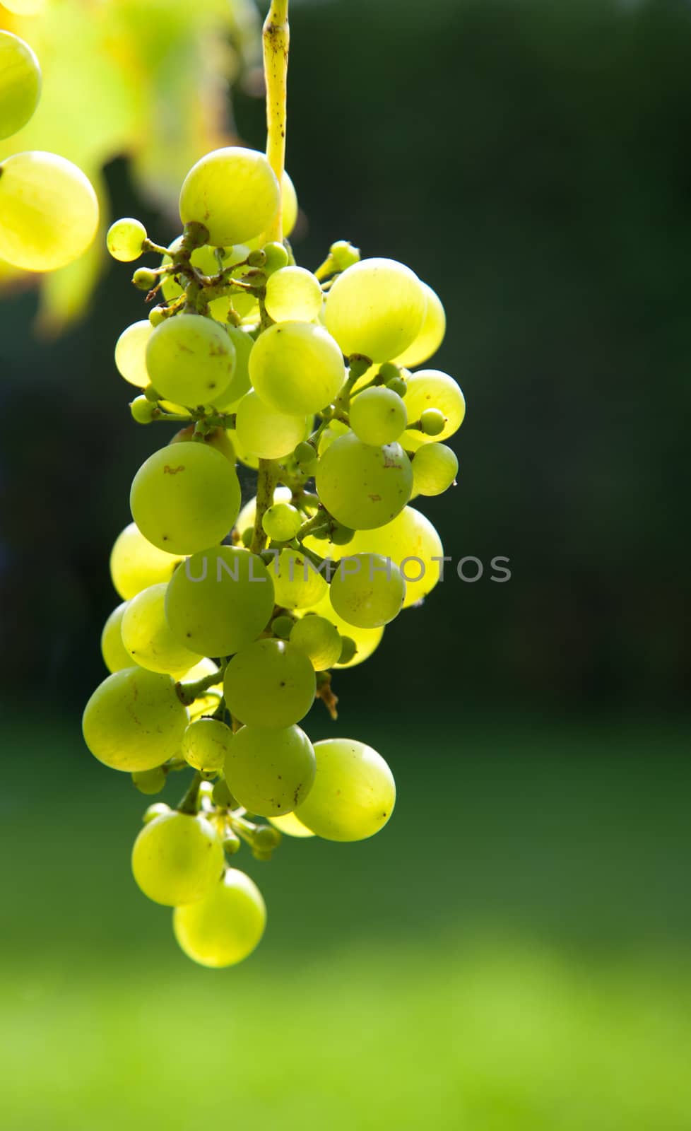 A cluster of green grapes backlit by the sun hanging on a vine with blurred green background.