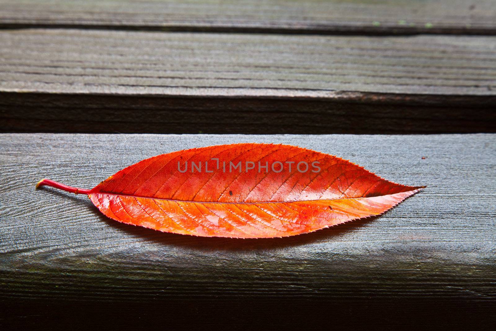 Red and orange oblong fall leaf resting on wet wooden park bench