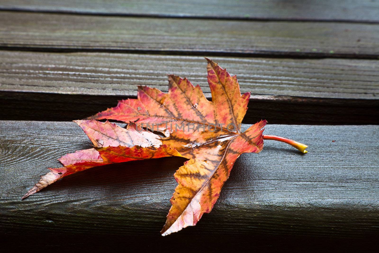 Red, yellow and orange maple fall leaf resting on wet wooden park bench