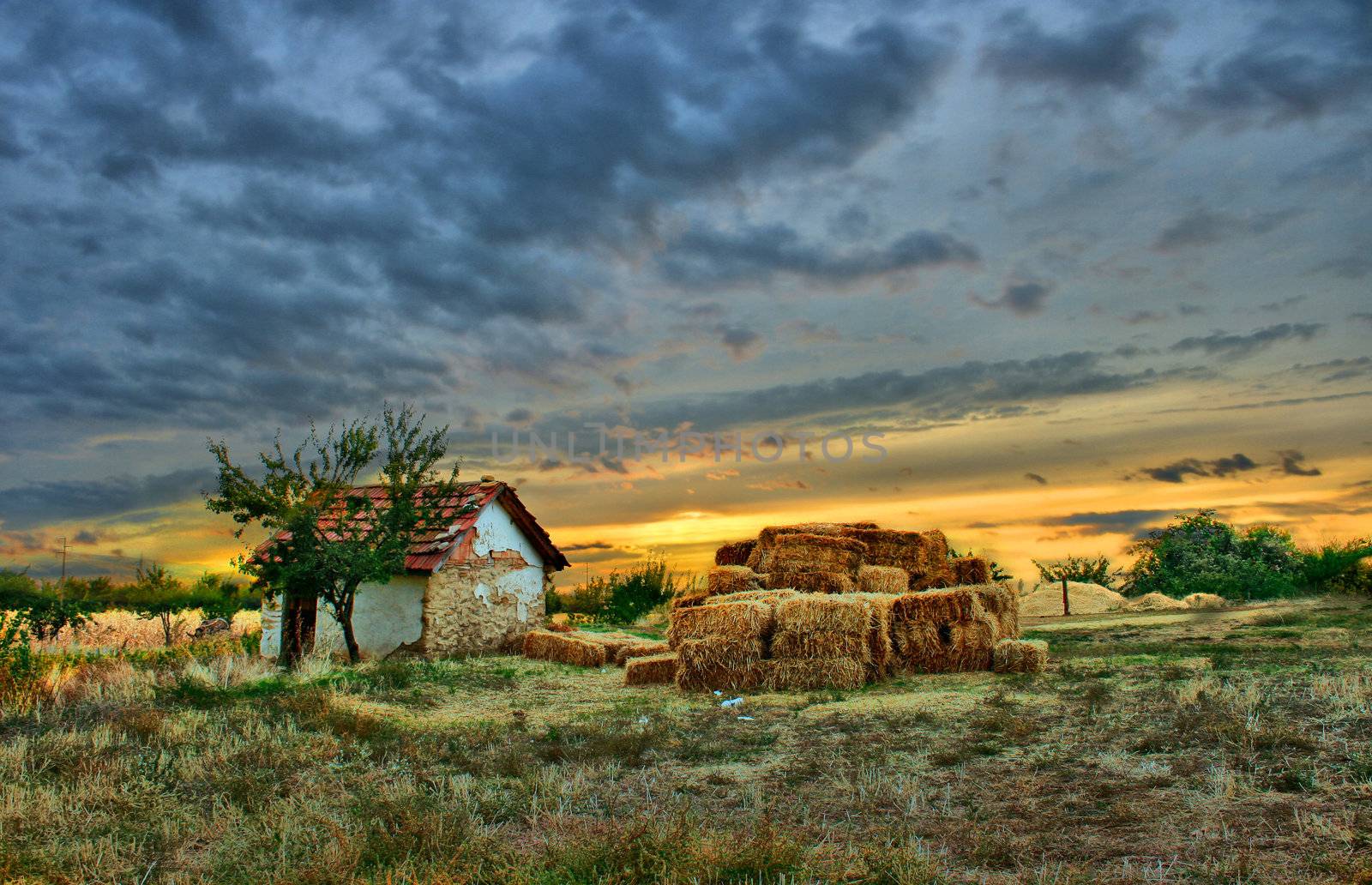 colorful harmony on the sunset field by zefart