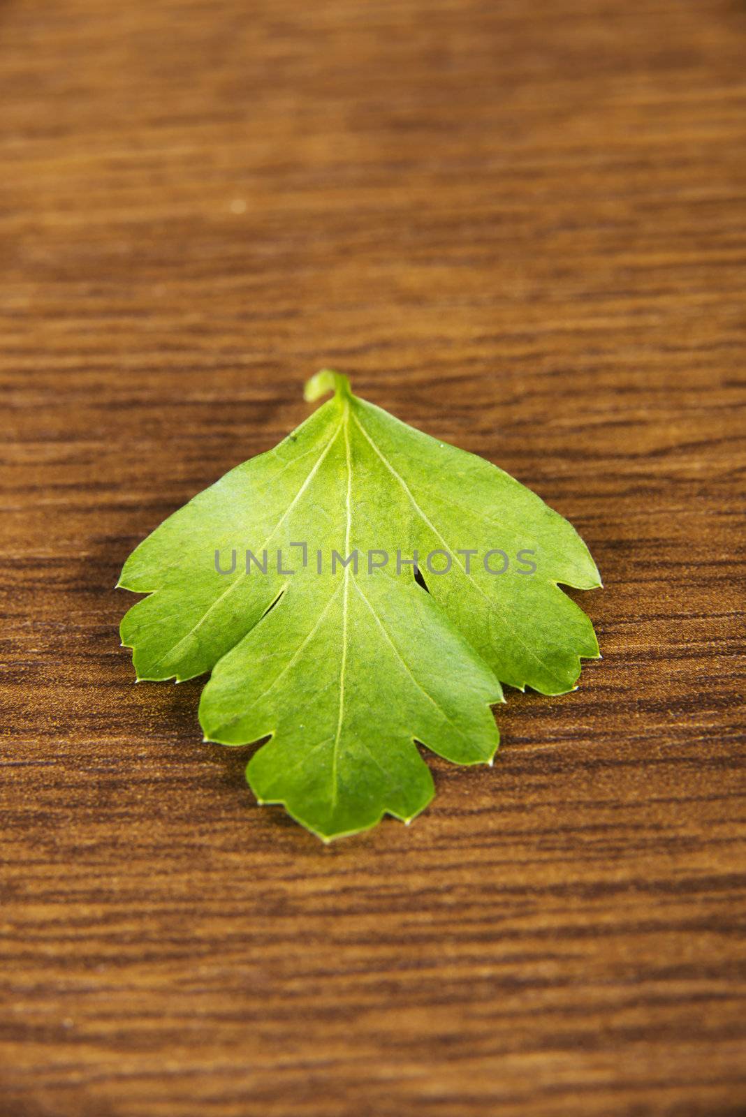 Green parsley on table