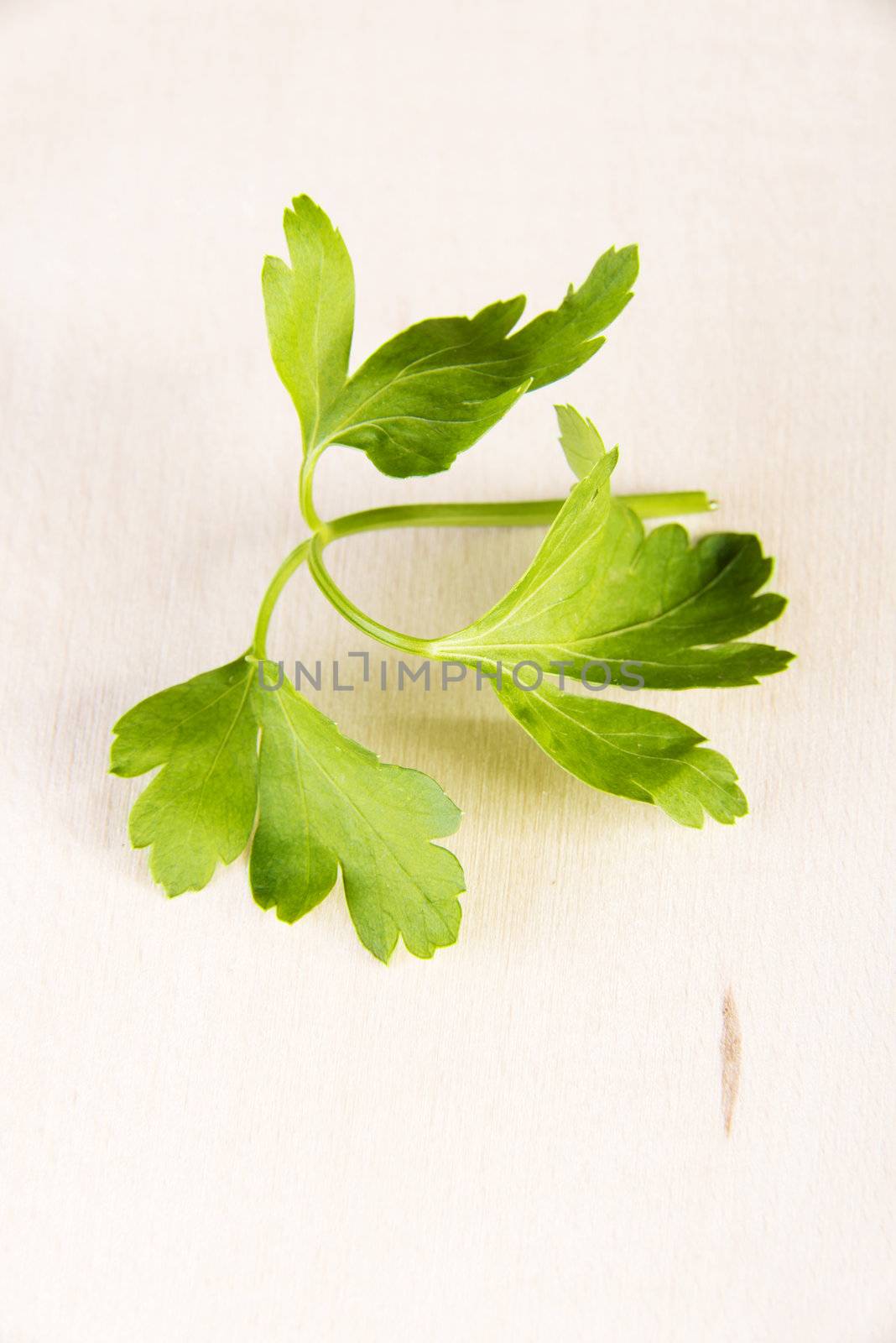 Green parsley on table