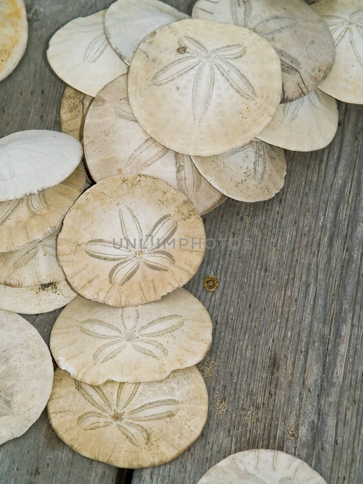 A Bunch of Sand Dollars on a Wooden Board by Frankljunior