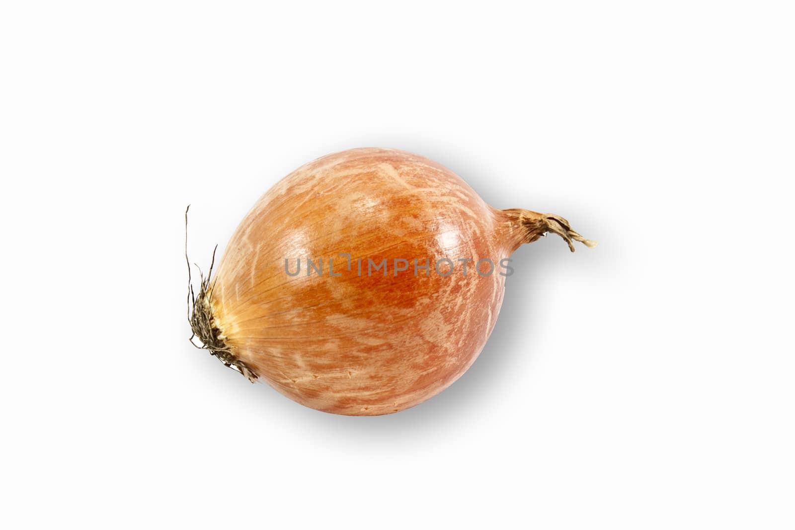 fresh onions vegetables isolated on white background