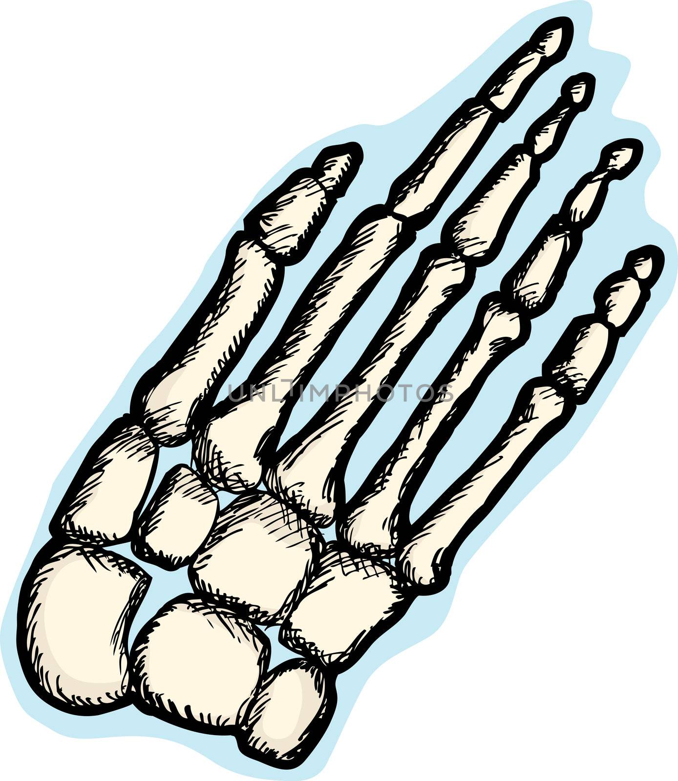 Human Hand Bones by TheBlackRhino