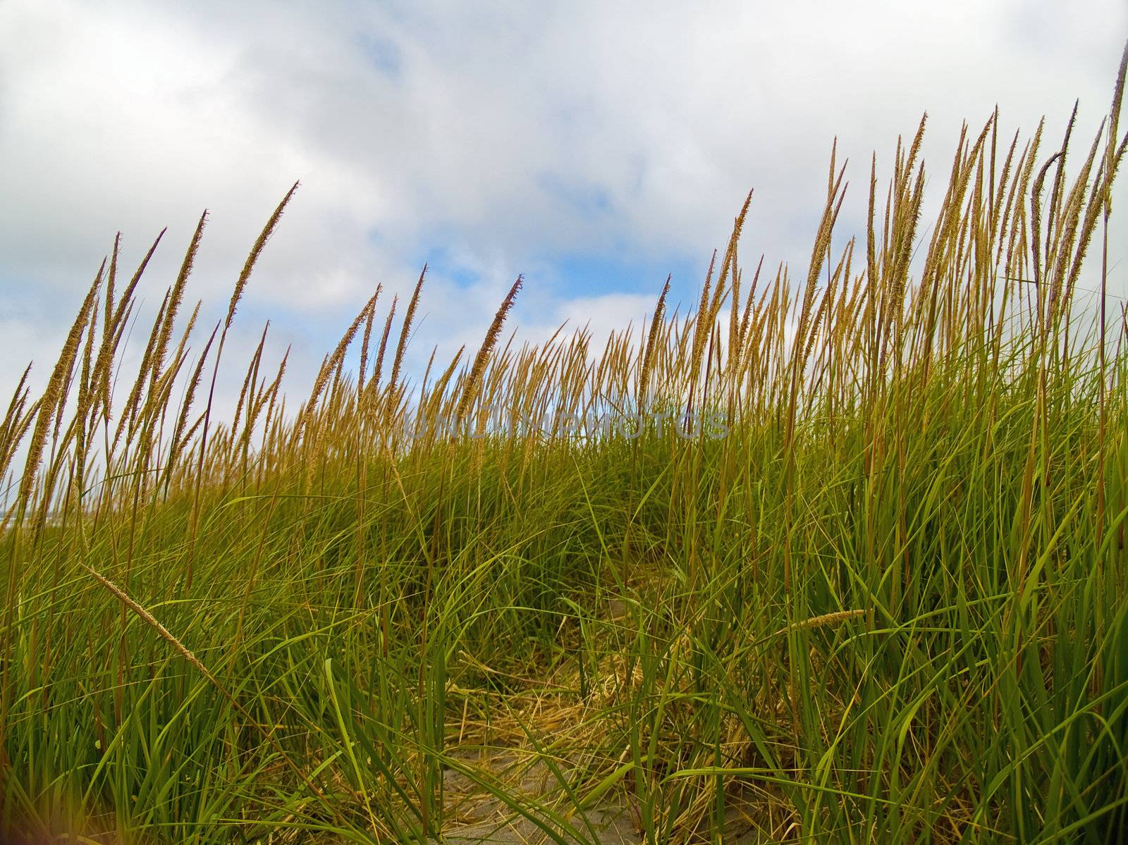 Green and Yellow Beach Grass on a Cloudy Day by Frankljunior