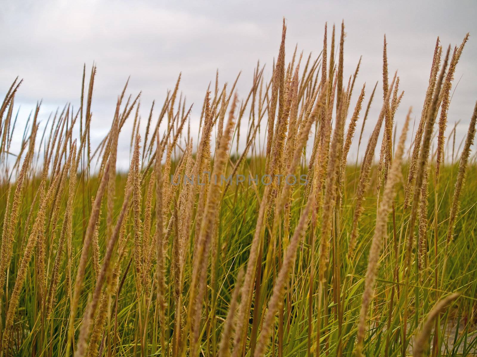 Green and Yellow Beach Grass on a Cloudy Day