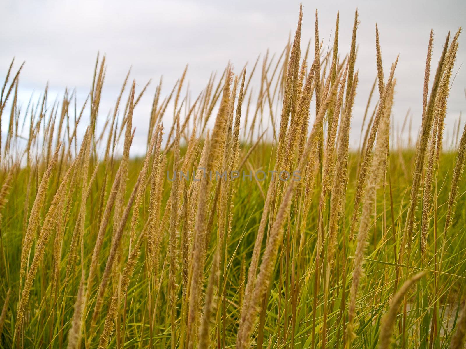 Green and Yellow Beach Grass on a Cloudy Day by Frankljunior