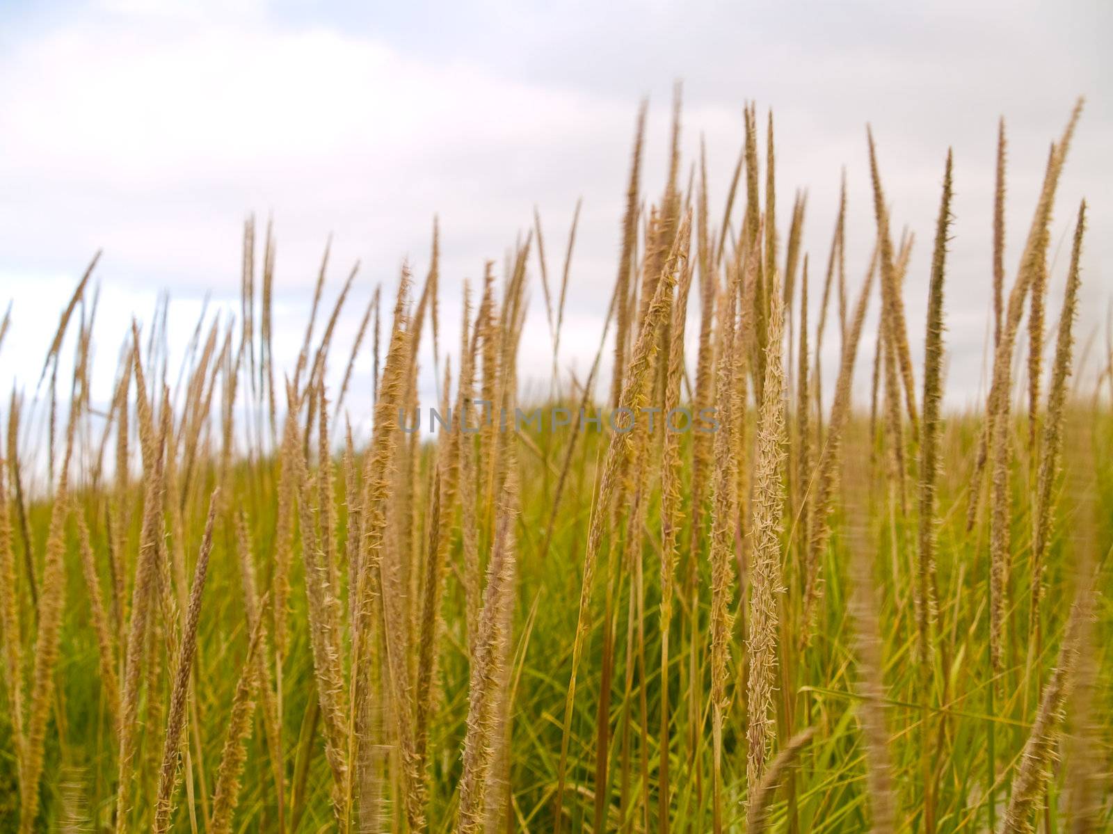 Green and Yellow Beach Grass on a Cloudy Day