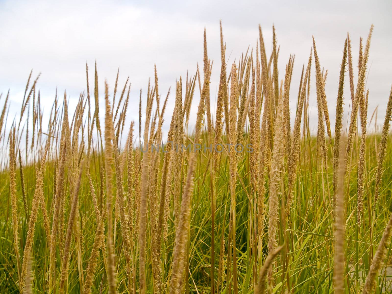 Green and Yellow Beach Grass on a Cloudy Day