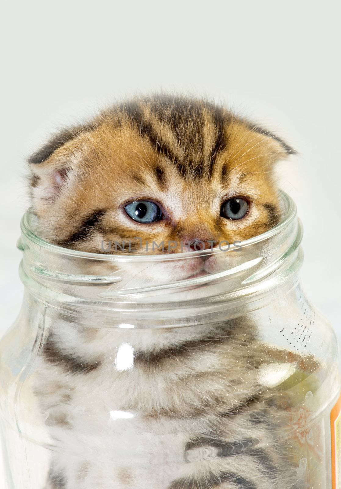 Scottish fold kitten in a glass jar on a white background