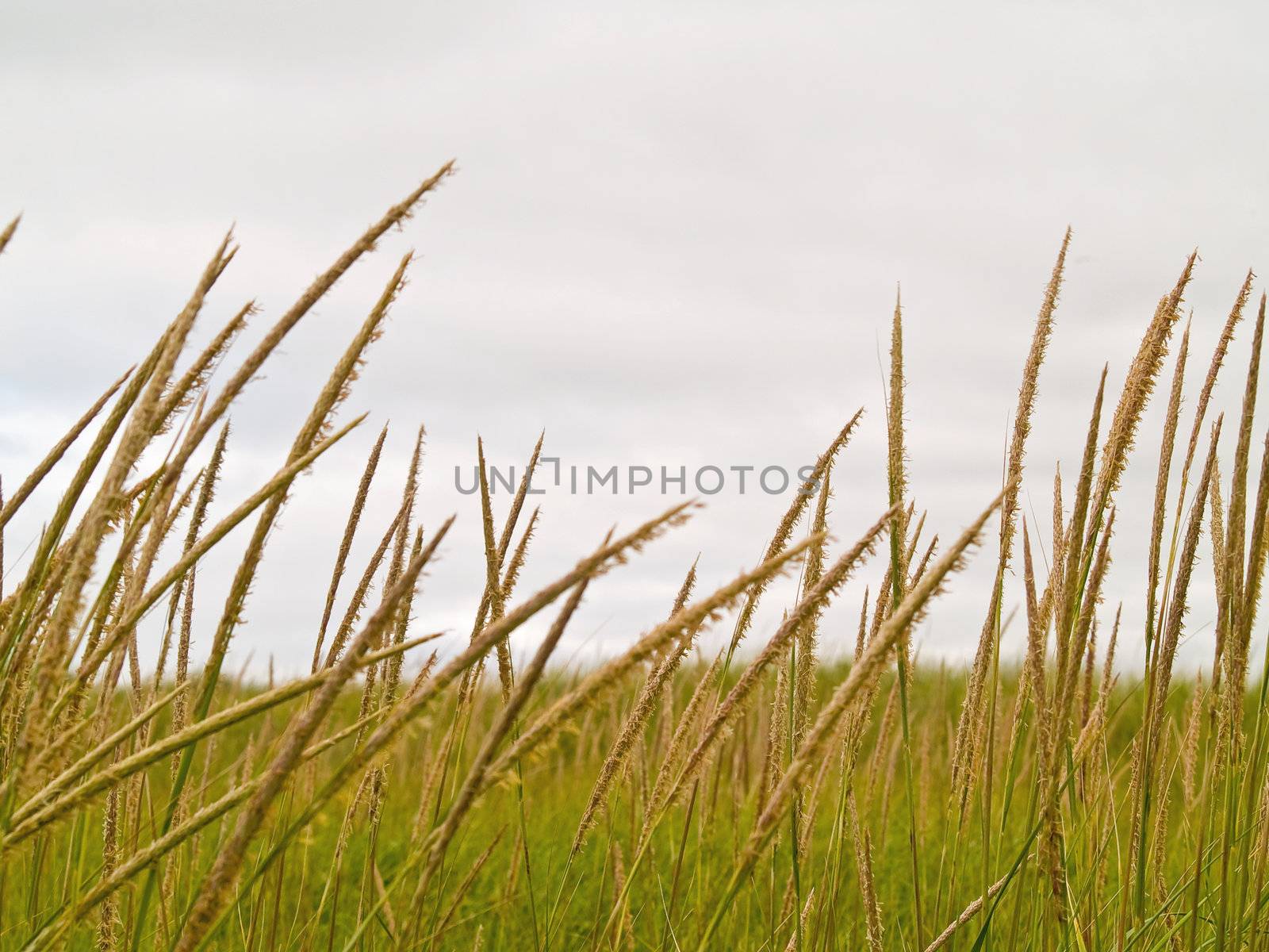 Green and Yellow Beach Grass on a Cloudy Day by Frankljunior