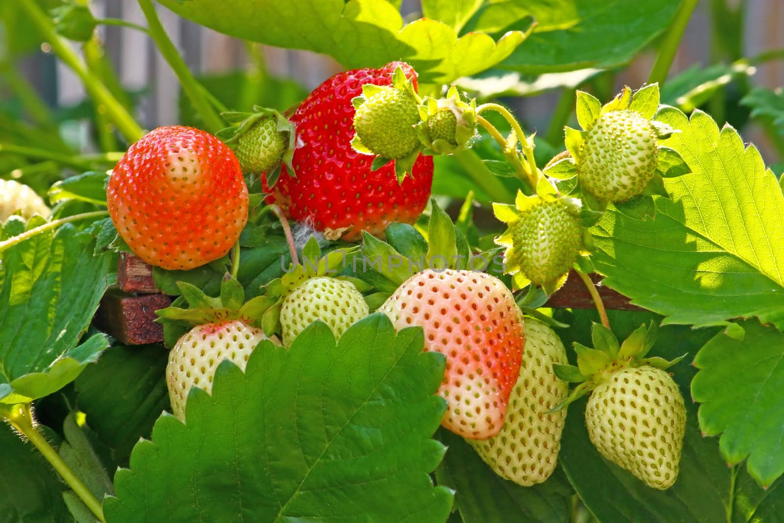 Red and green strawberries amid leaves
