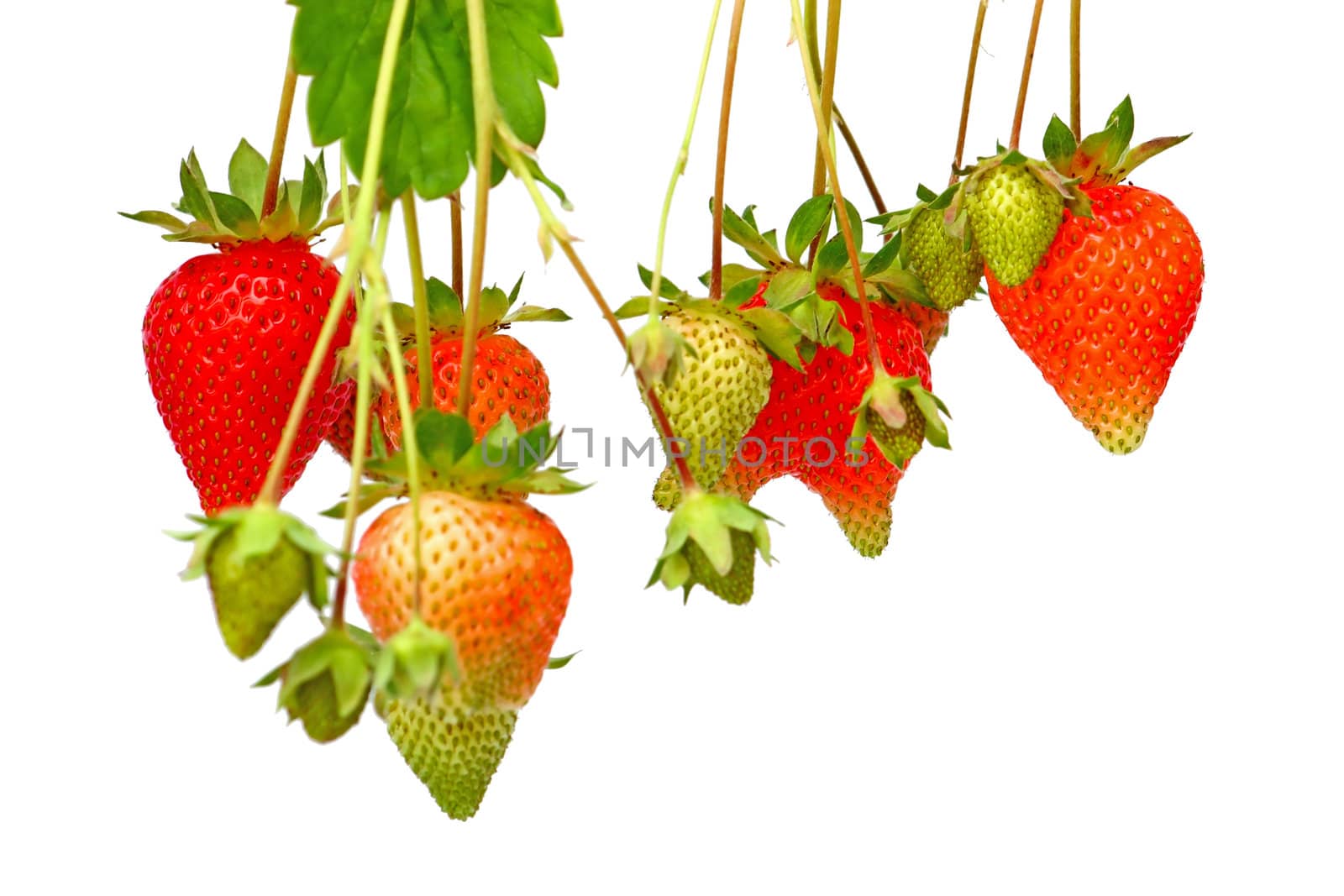 Red and green strawberries, isolated on white background