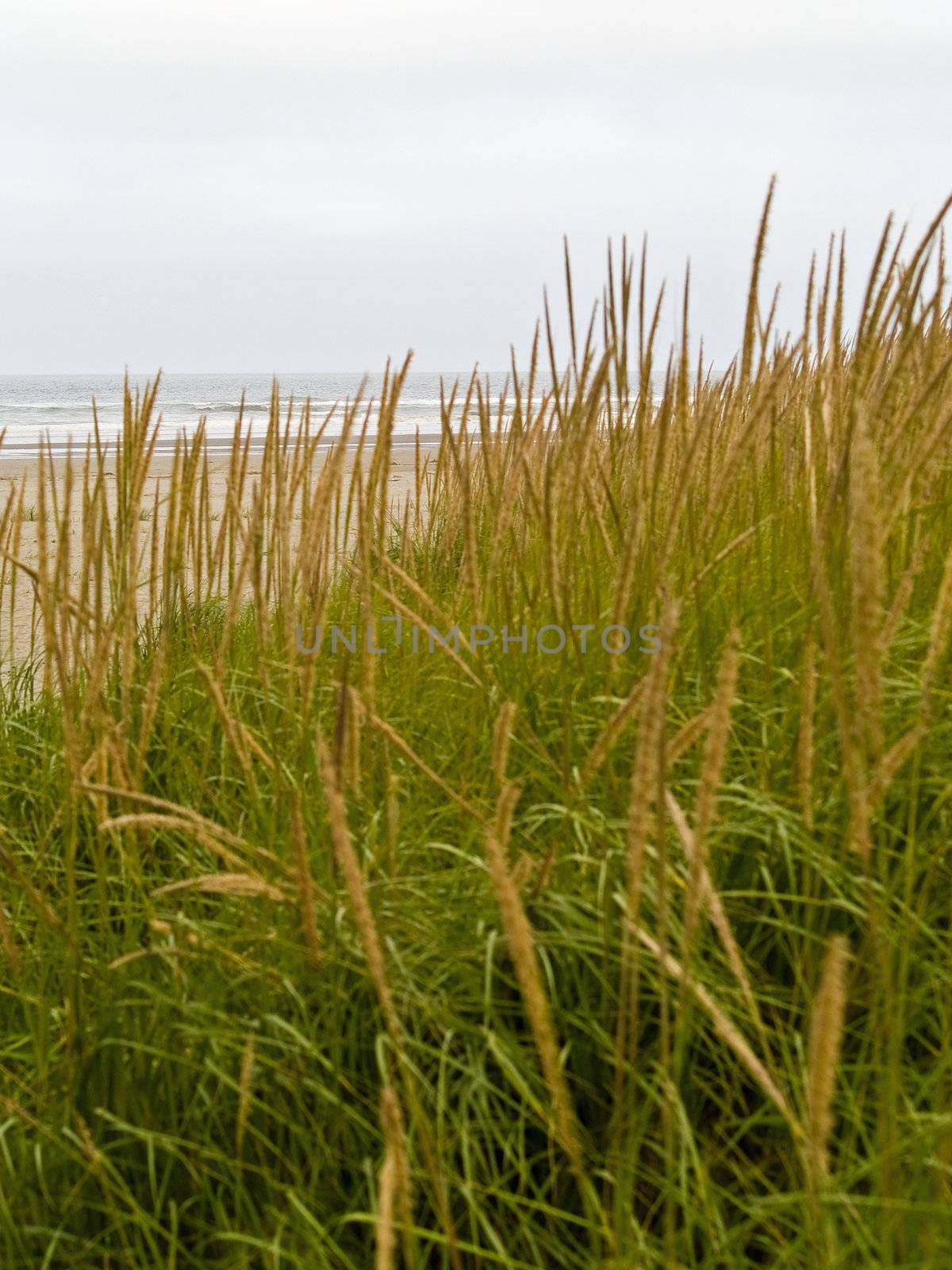 Green and Yellow Beach Grass on a Cloudy Day