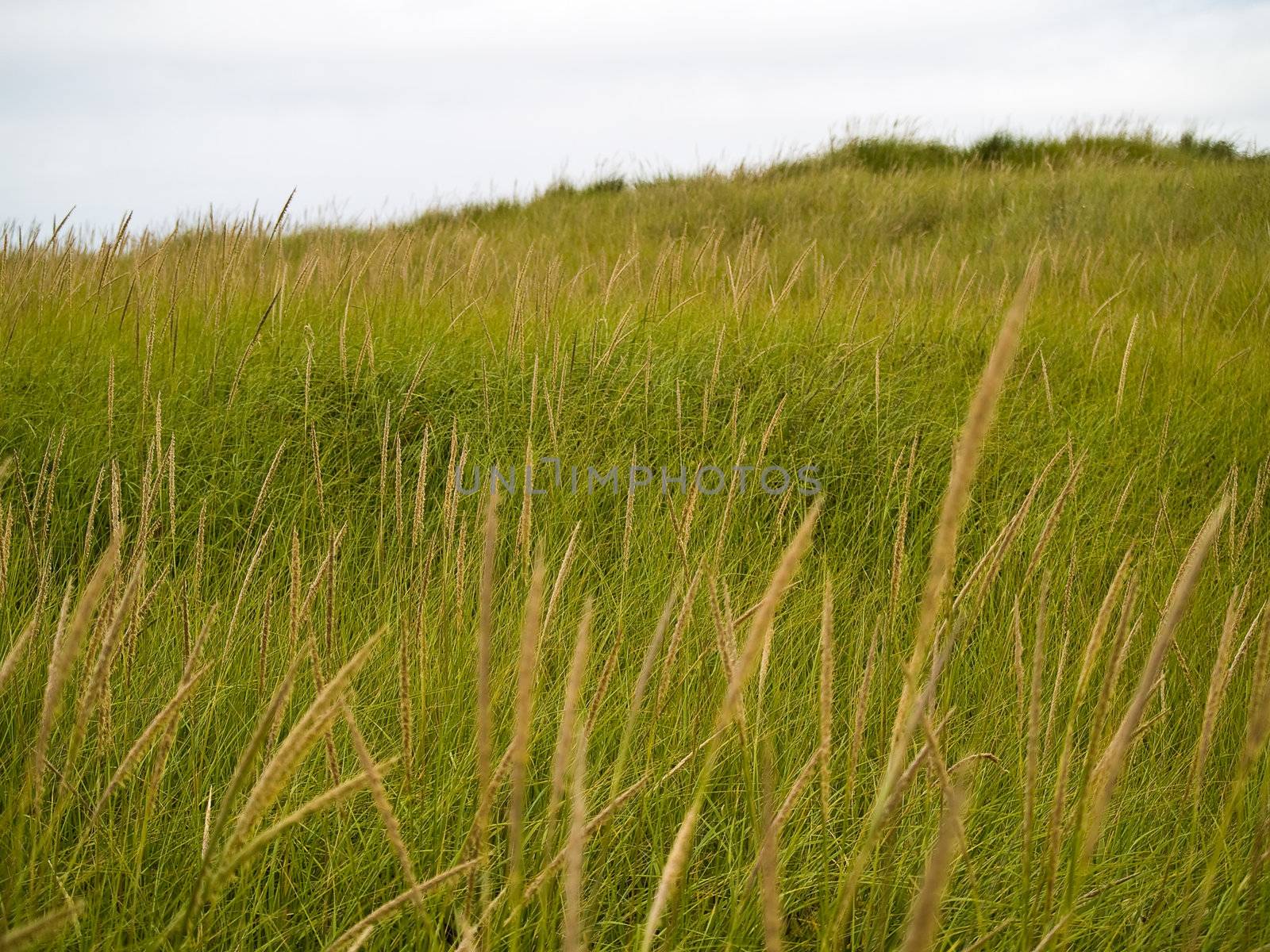 Green and Yellow Beach Grass on a Cloudy Day