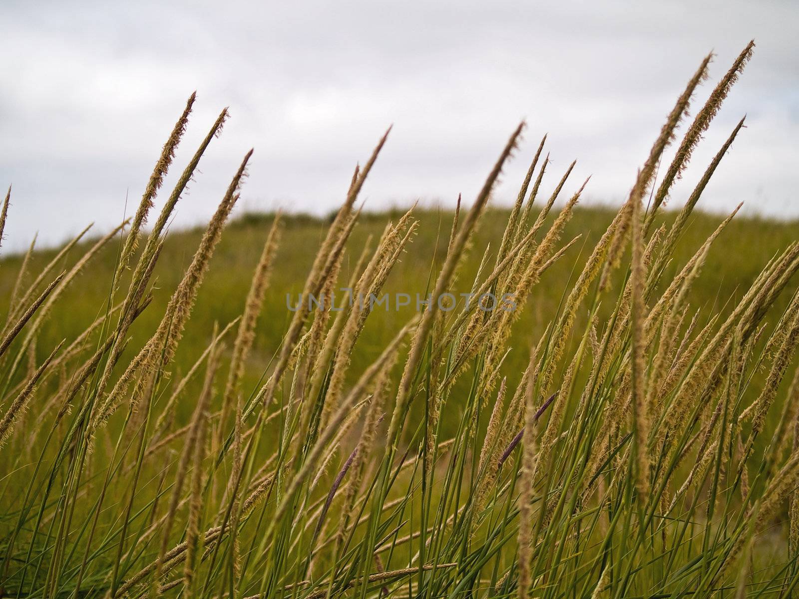 Green and Yellow Beach Grass on a Cloudy Day by Frankljunior