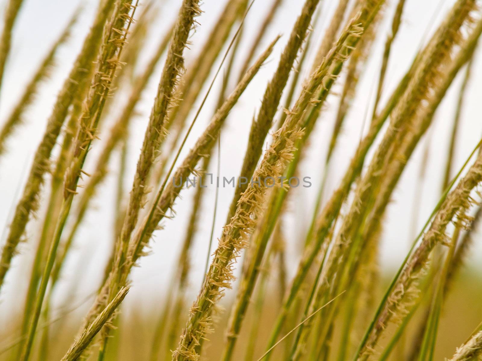 Green and Yellow Beach Grass Close Up