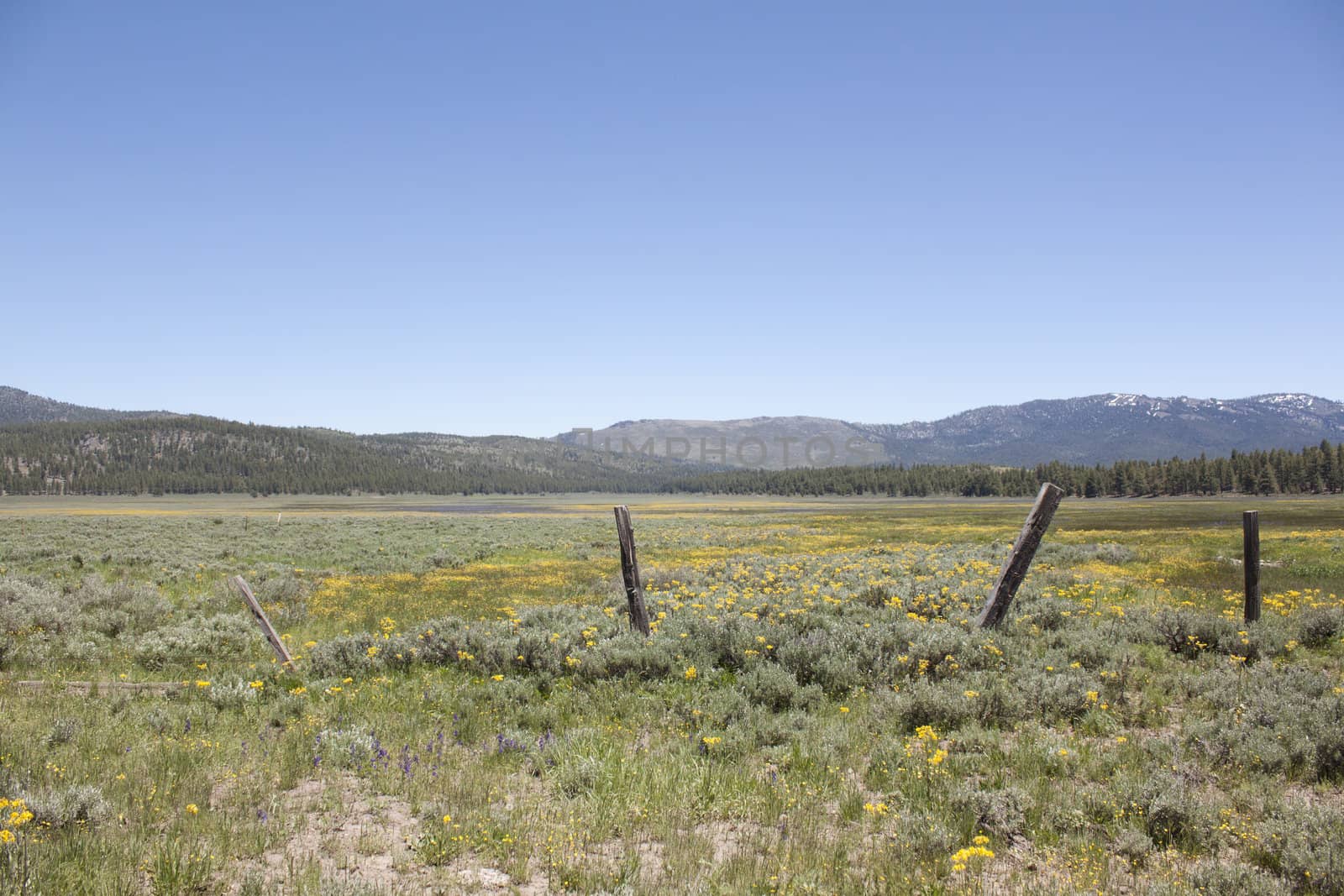 Idyllic summer meadow panorama with blue skies by jeremywhat