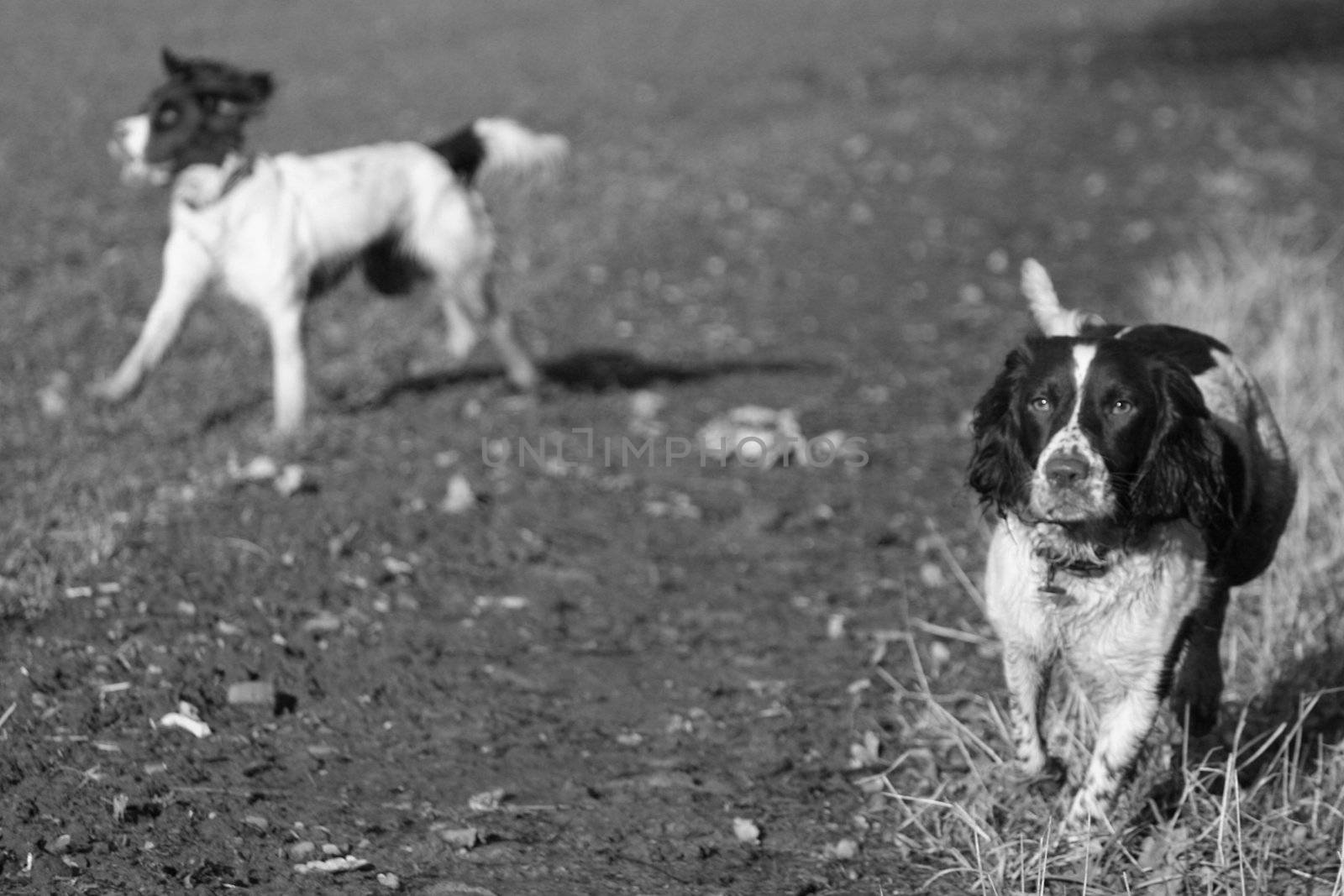 English Springer Spaniels at work by chrisga