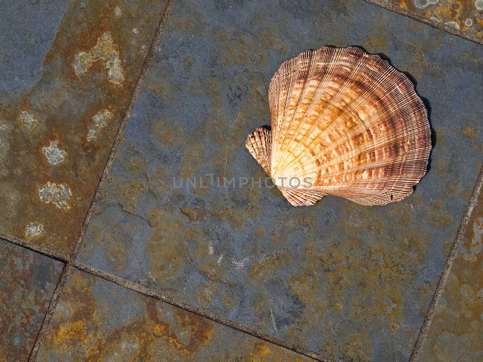 Seashell on Gray and Rust Colored Marble Tiles