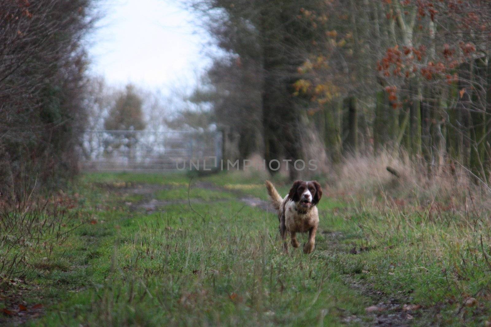 Working English Springer Spaniel flushing