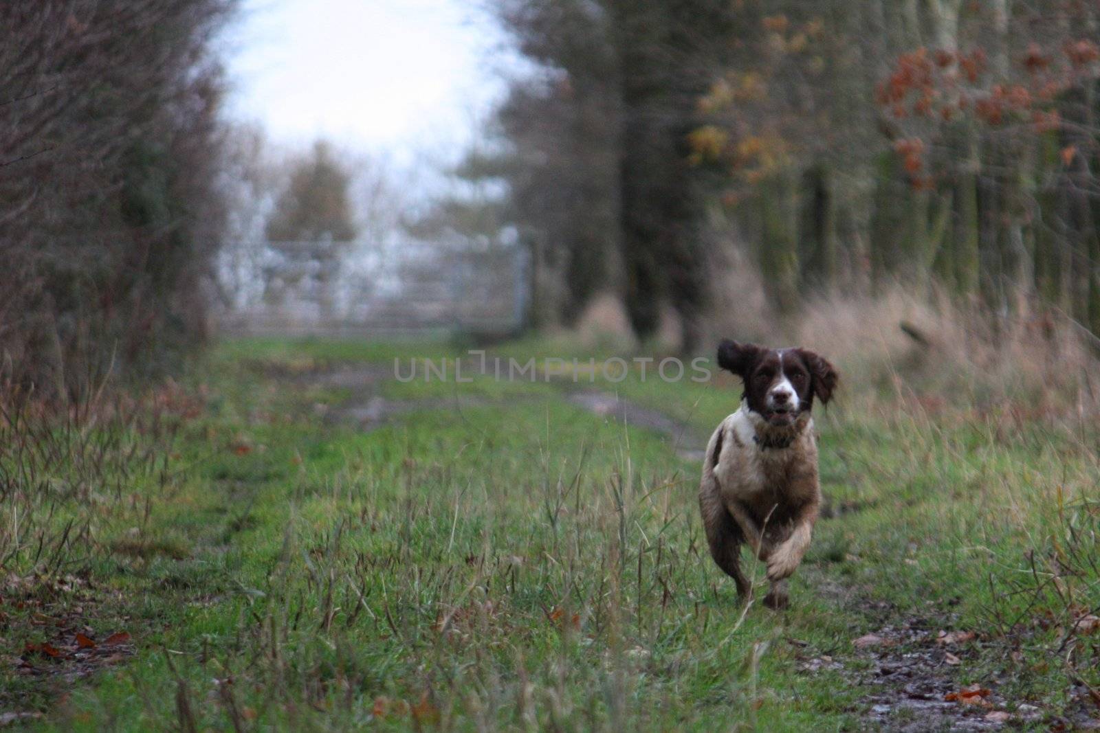 Working English Springer Spaniel flushing by chrisga