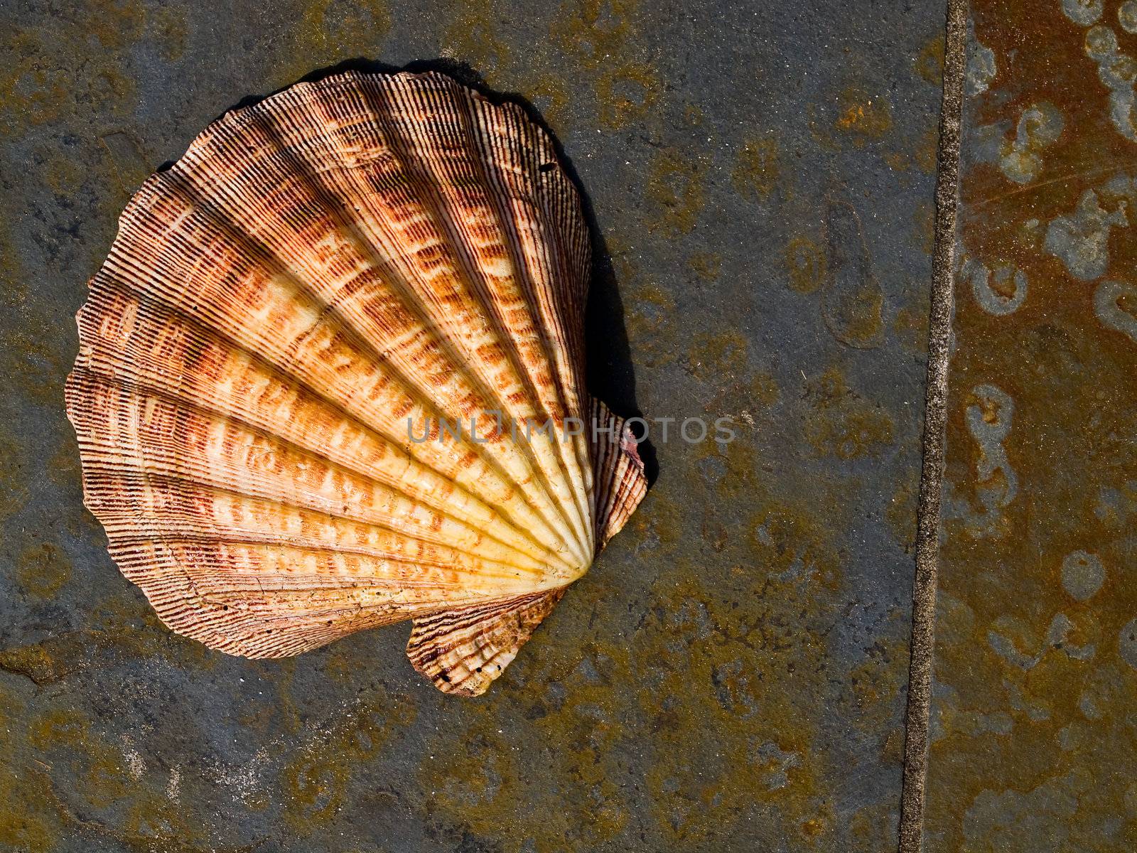 Seashell on Gray and Rust Colored Marble Tiles by Frankljunior