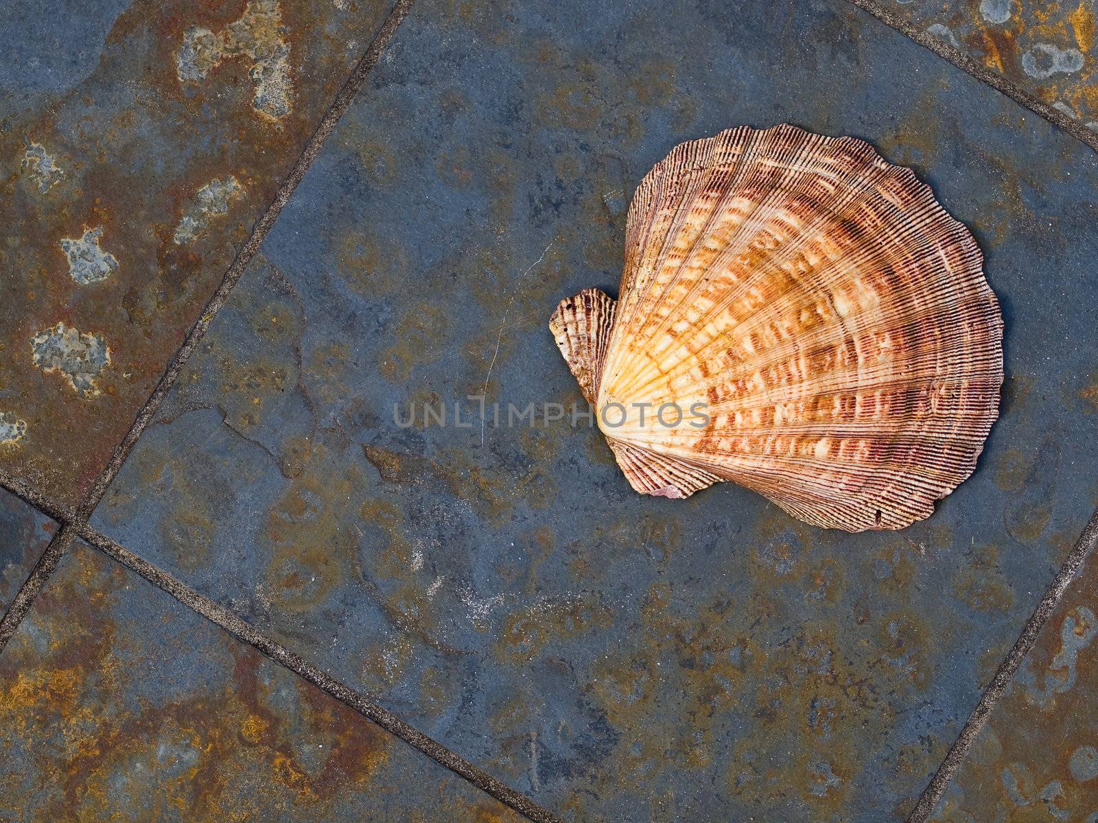 Seashell on Gray and Rust Colored Marble Tiles