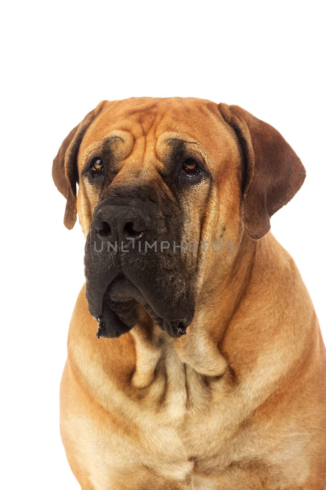 Rare breed South African boerboel posing in studio. Isolated on white