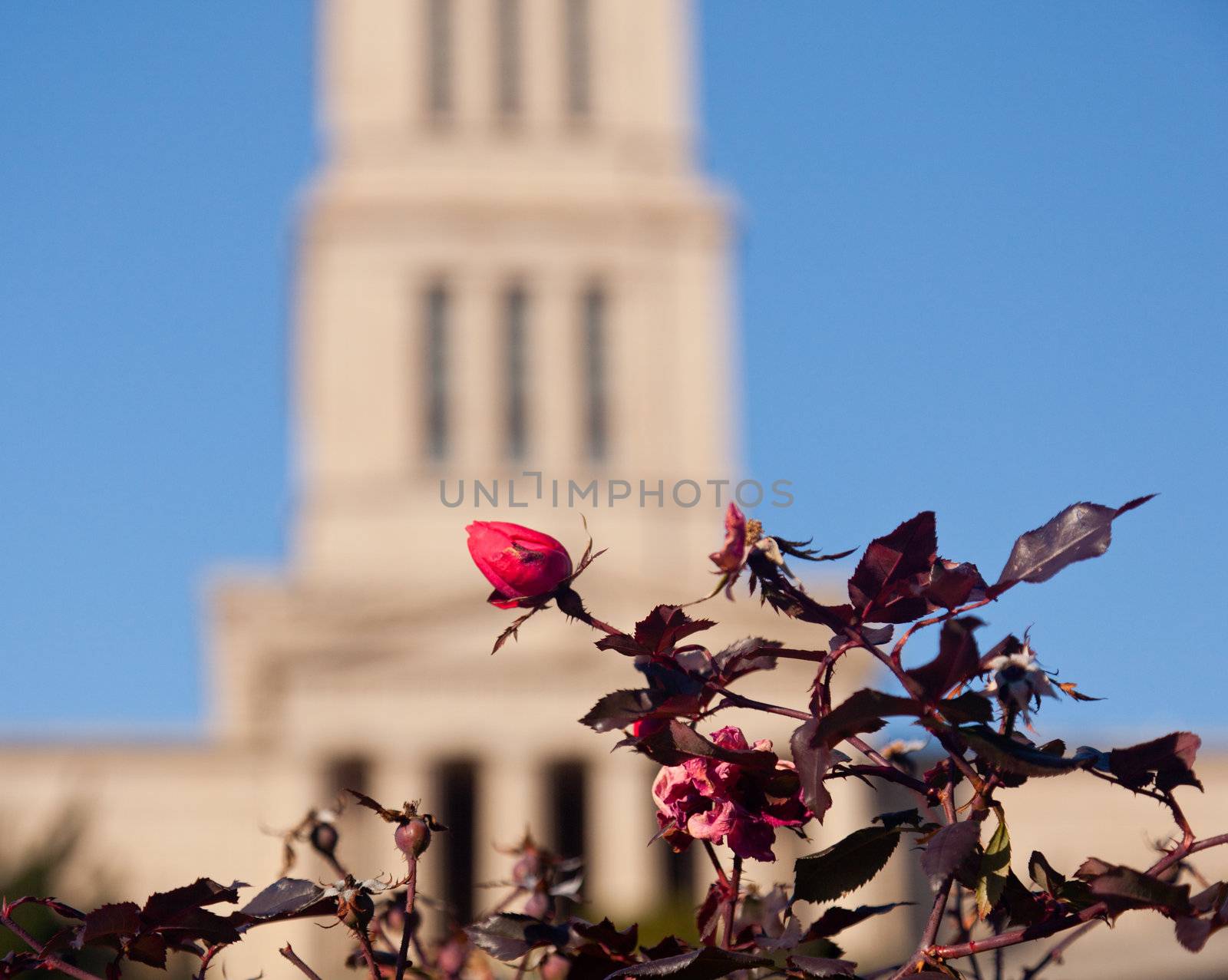 Rose bush in focus in front of Washington Masonic Temple and memorial tower in Alexandria, Virginia. The tower was completed in 1932