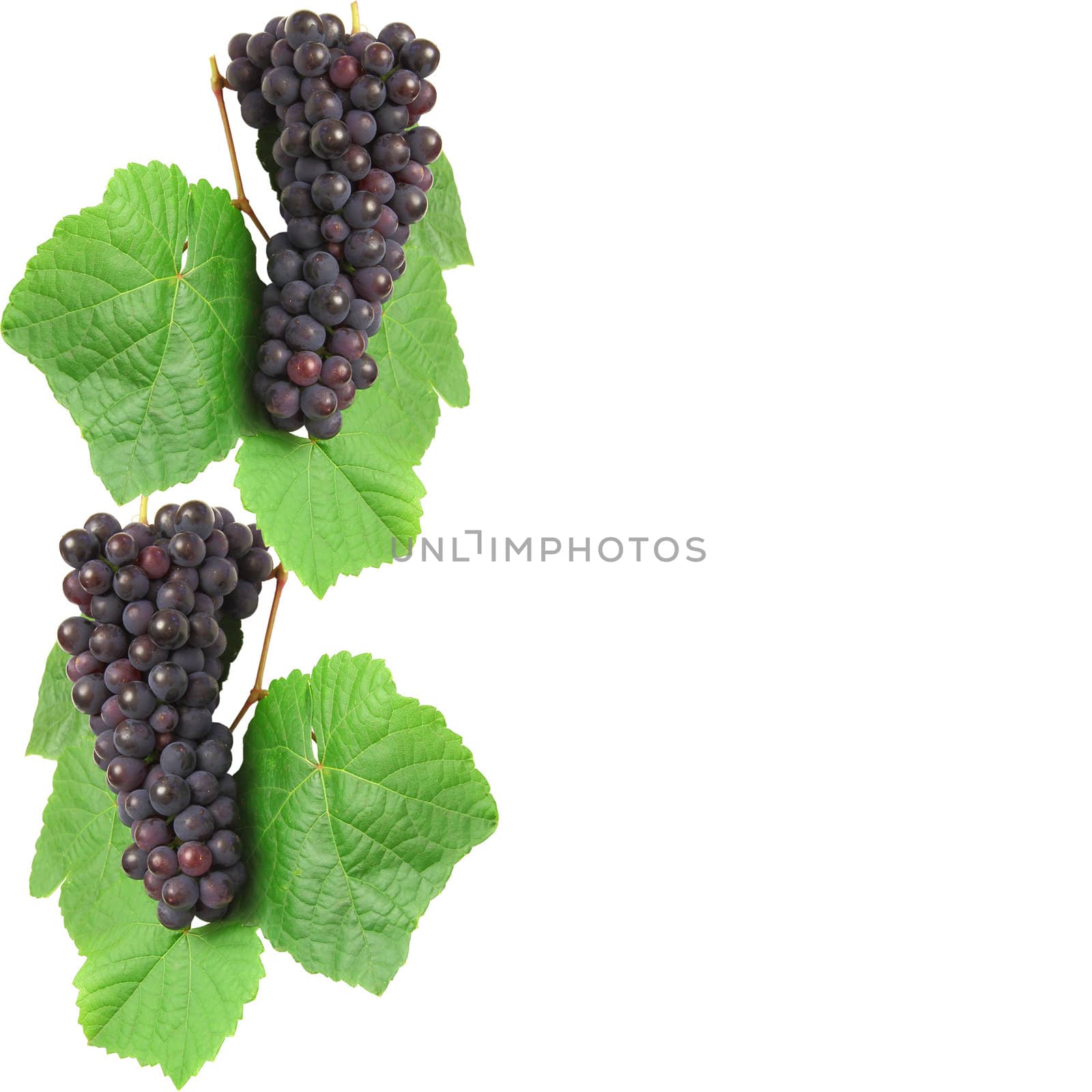 Blue grape with green leaf, isolated on white background