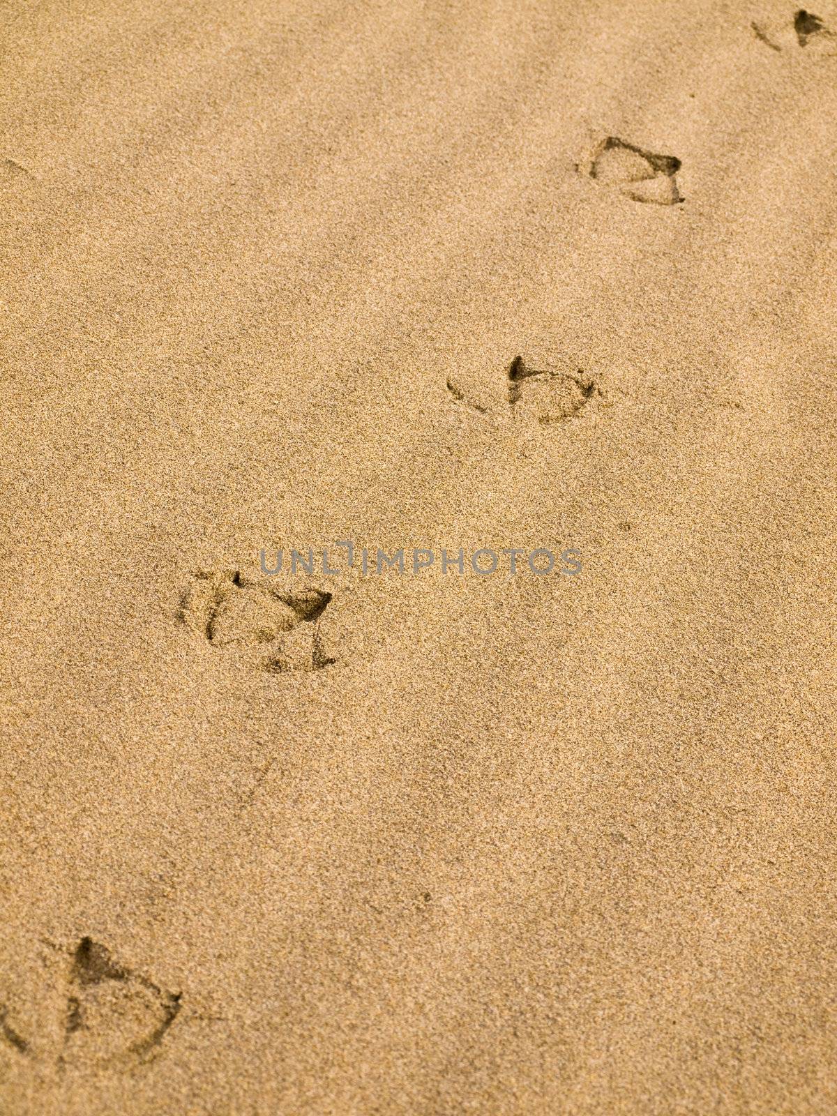 Seagull Footprints in the Sand on a Sunny Day by Frankljunior