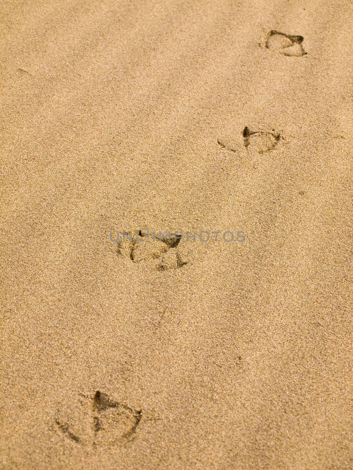 Seagull Footprints in the Sand on a Sunny Day