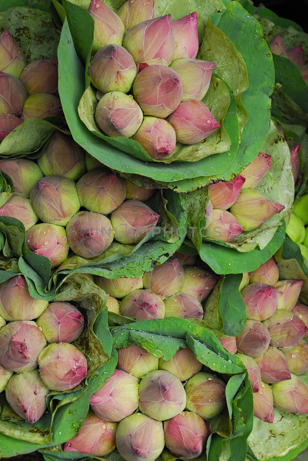 Pink Lotus Buds background in Flower Market